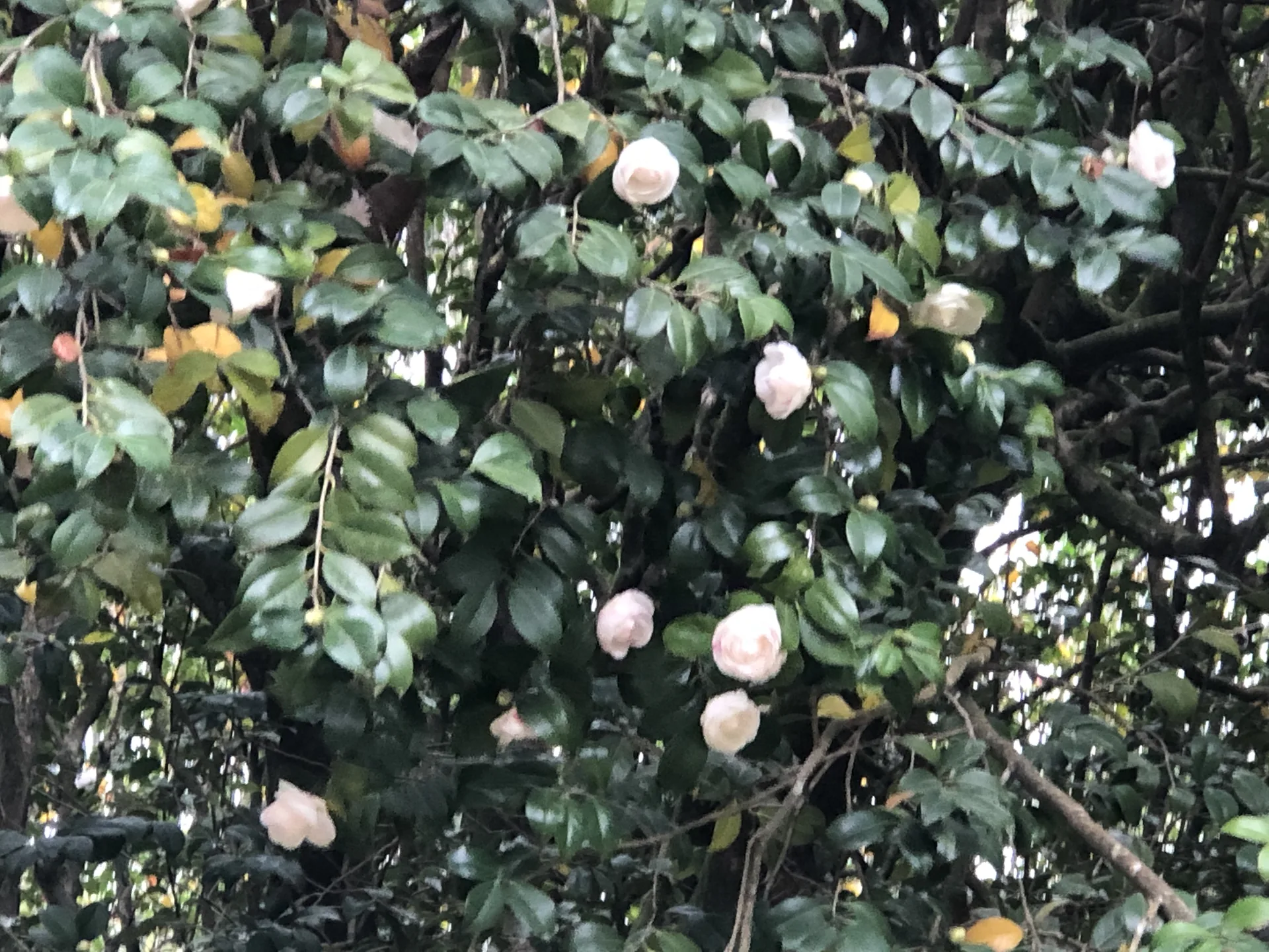 Flores rosadas de camélia entre folhas verdes no jardim do Castelo de Soutomaior.