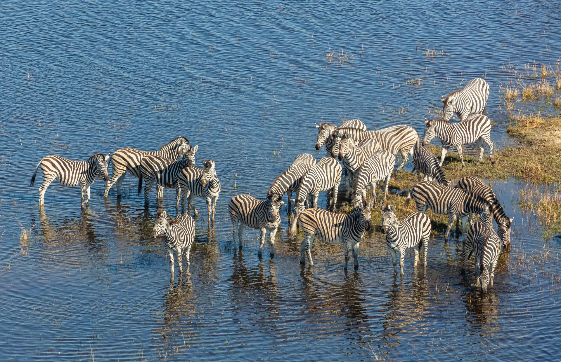 Delta do Okavango