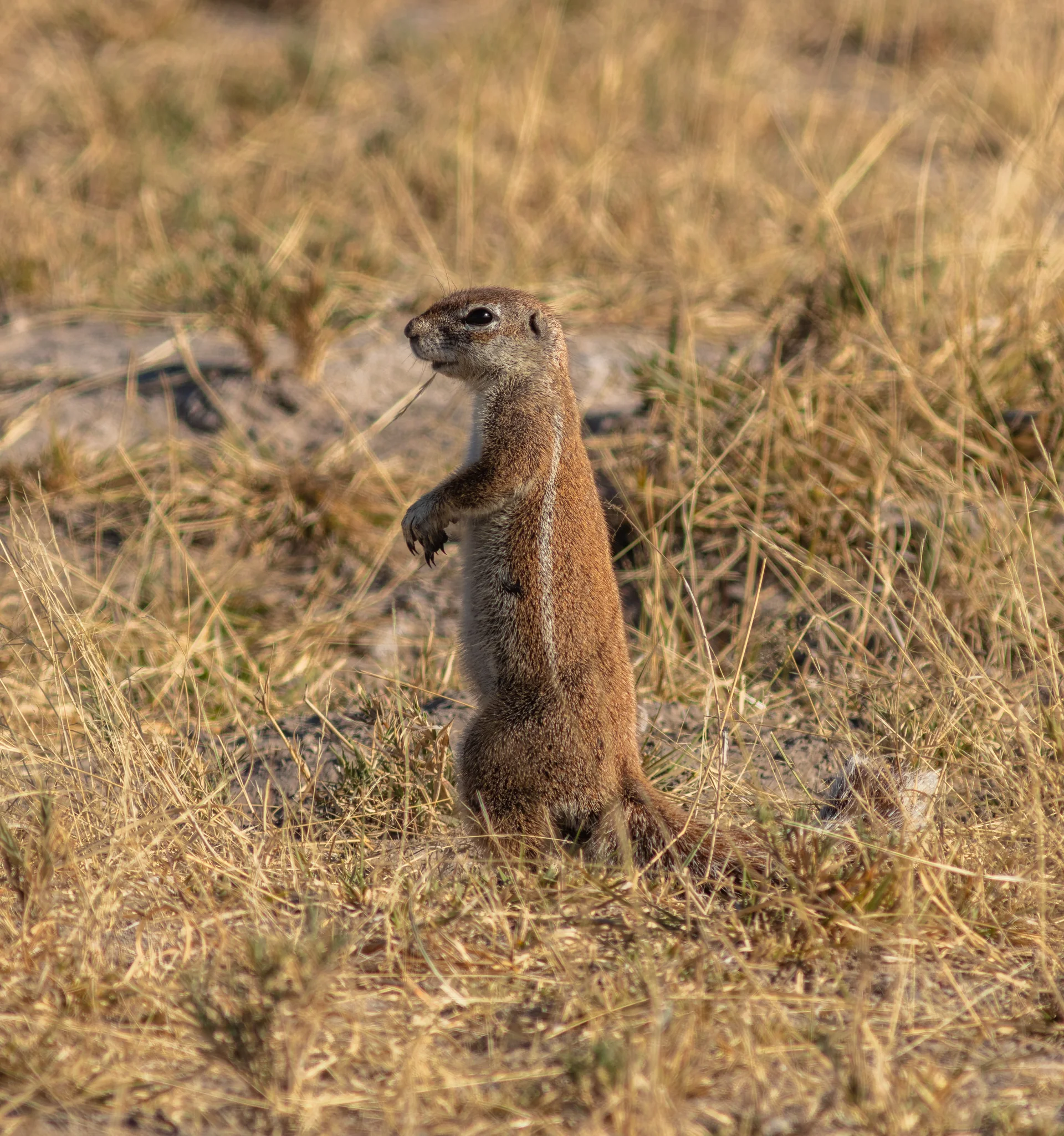 Pans de Makgadikgadi