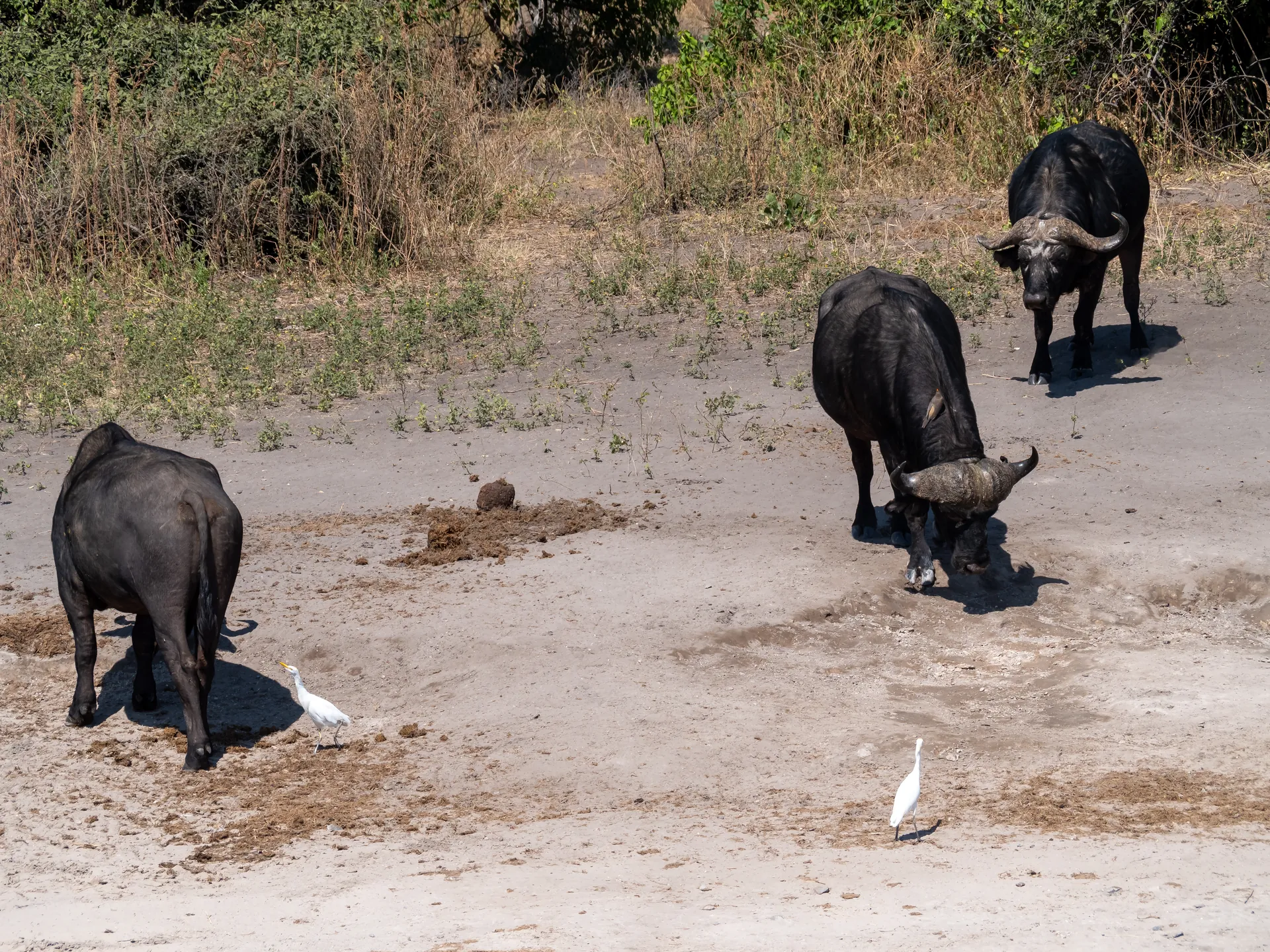 Parque Nacional Chobe