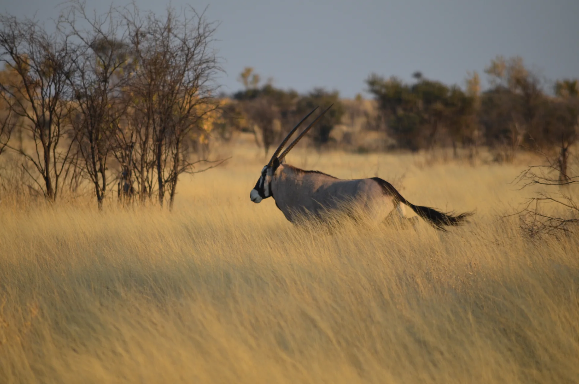 Reserva de Caça do Kalahari Central