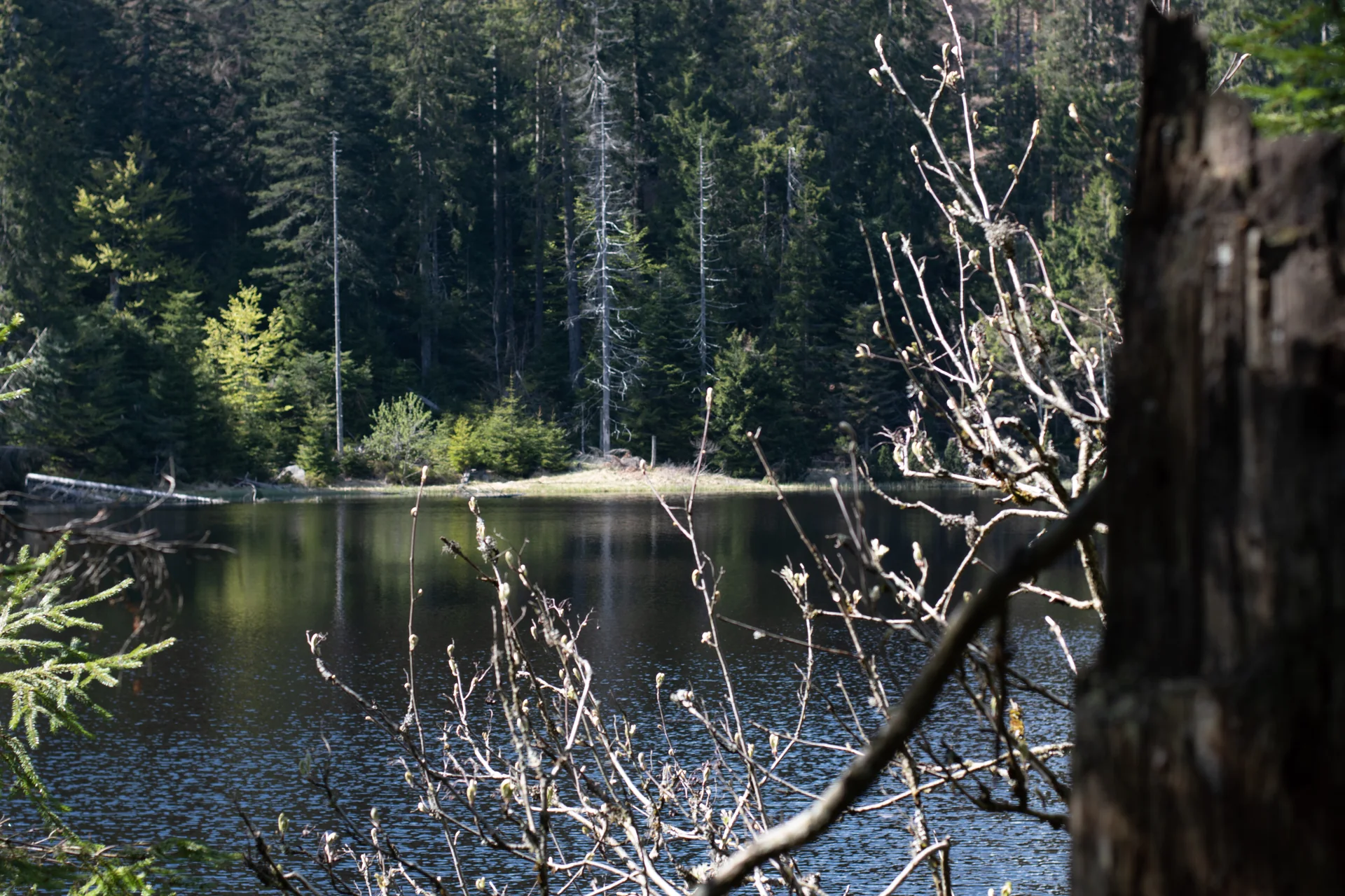 Lago Wildsee cercado por floresta no Parque Nacional da Floresta Negra
