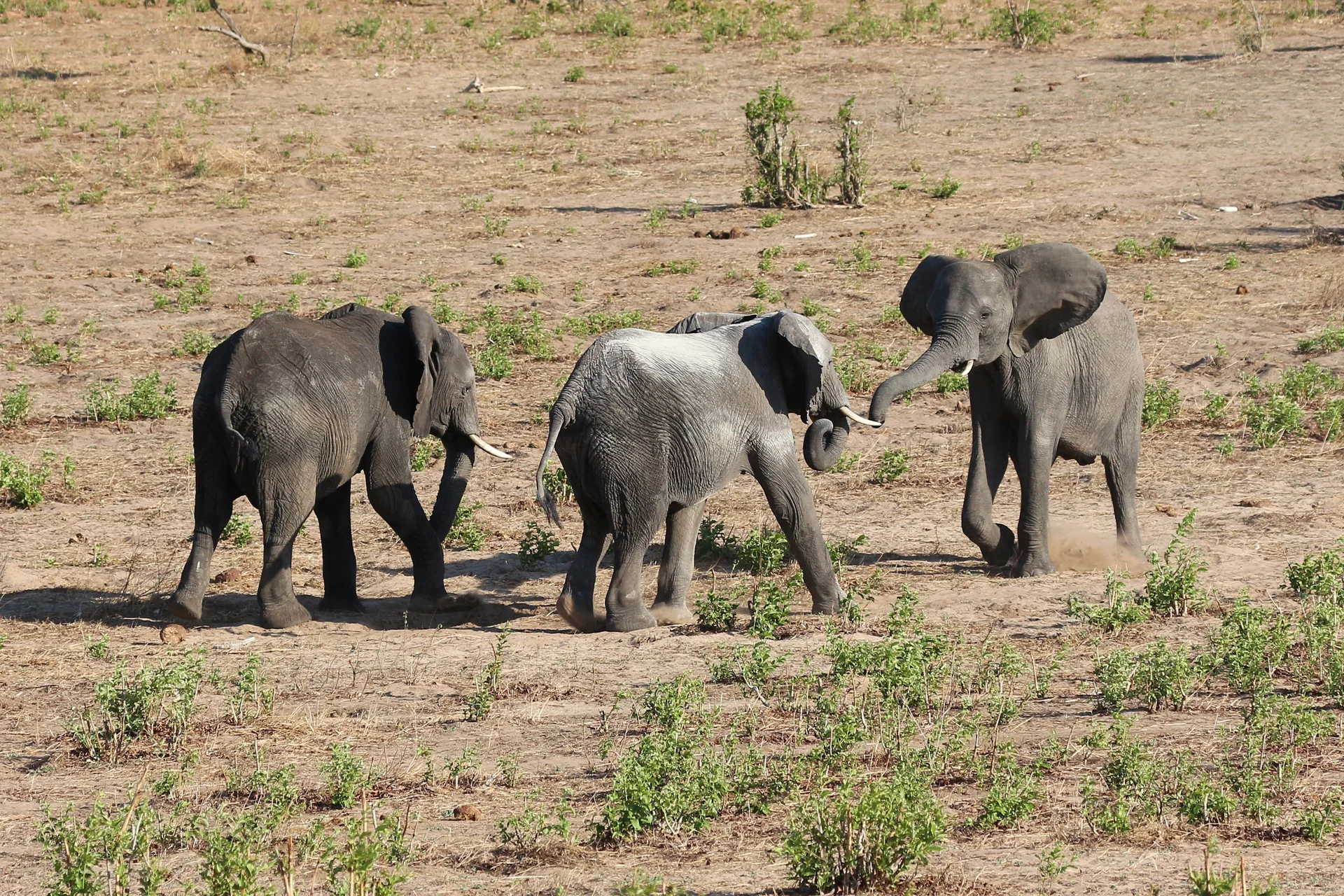 Três elefantes-africanos caminham por vegetação baixa em área natural do Parque Nacional de Chobe, Botsuana
