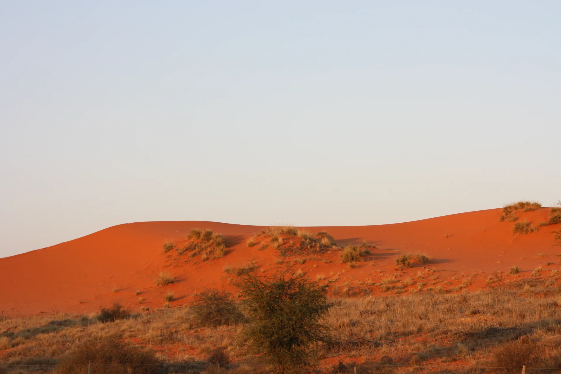 Dunas vermelhas e vegetação baixa no Parque Transfronteiriço Kgalagadi