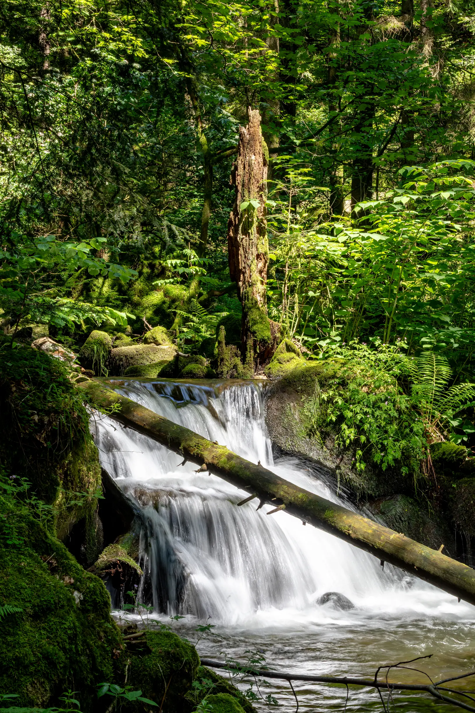 Cachoeira e vegetação úmida na garganta Teichschlucht, perto de Gütenbach.