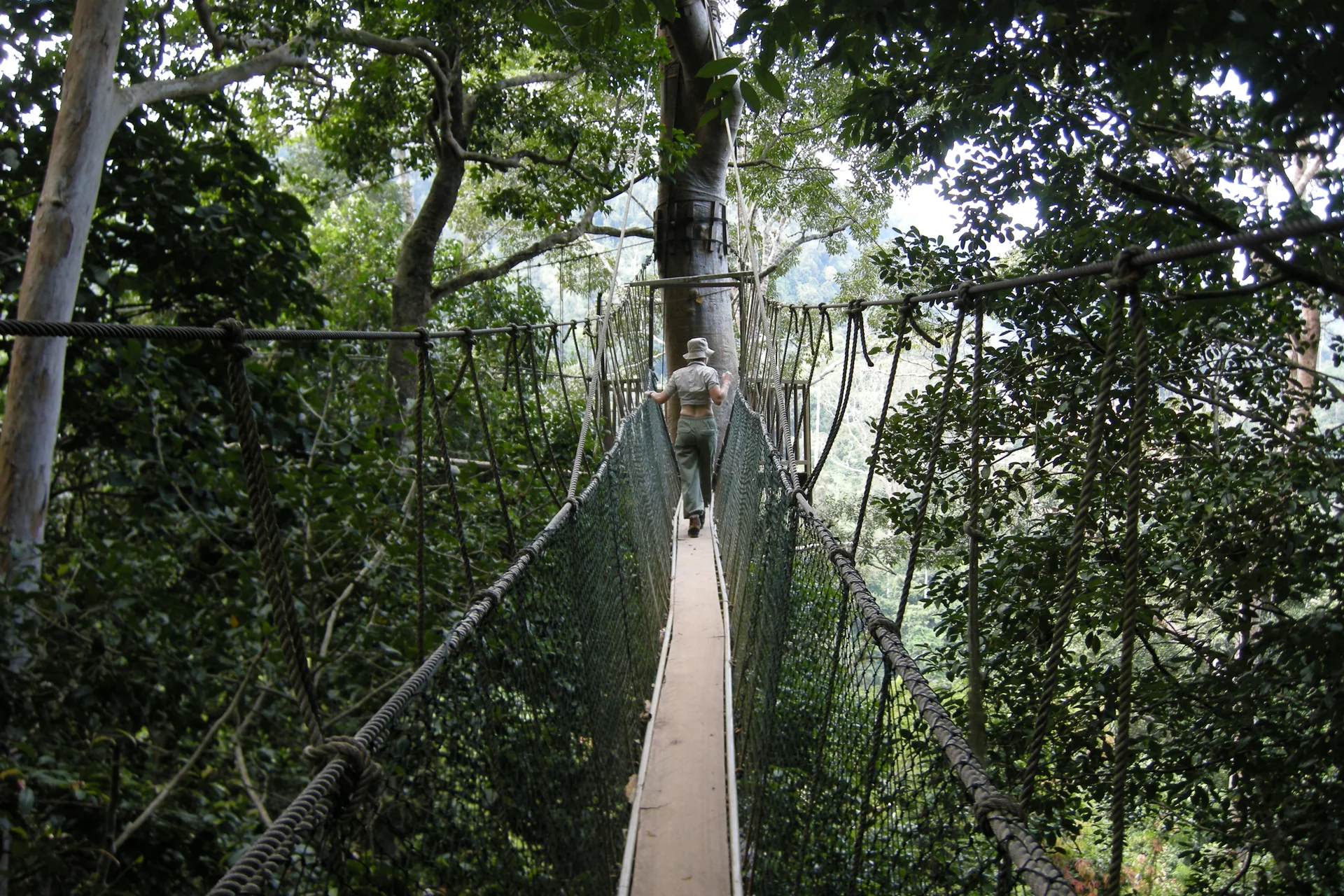 Passarela suspensa na copa da floresta do Parque Nacional Taman Negara.