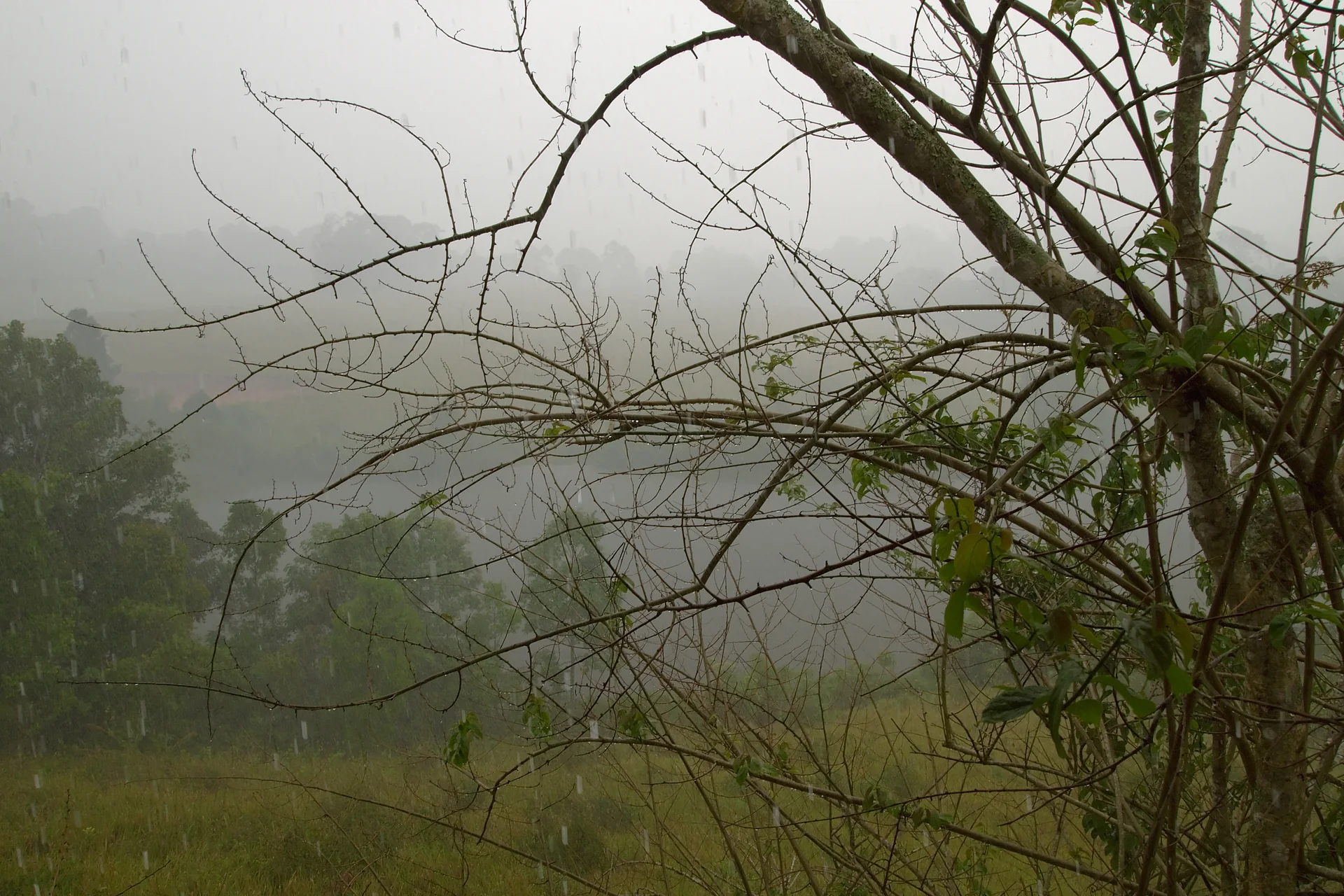 Vegetação de floresta no Parque Nacional Khao Yai sob chuva tropical.