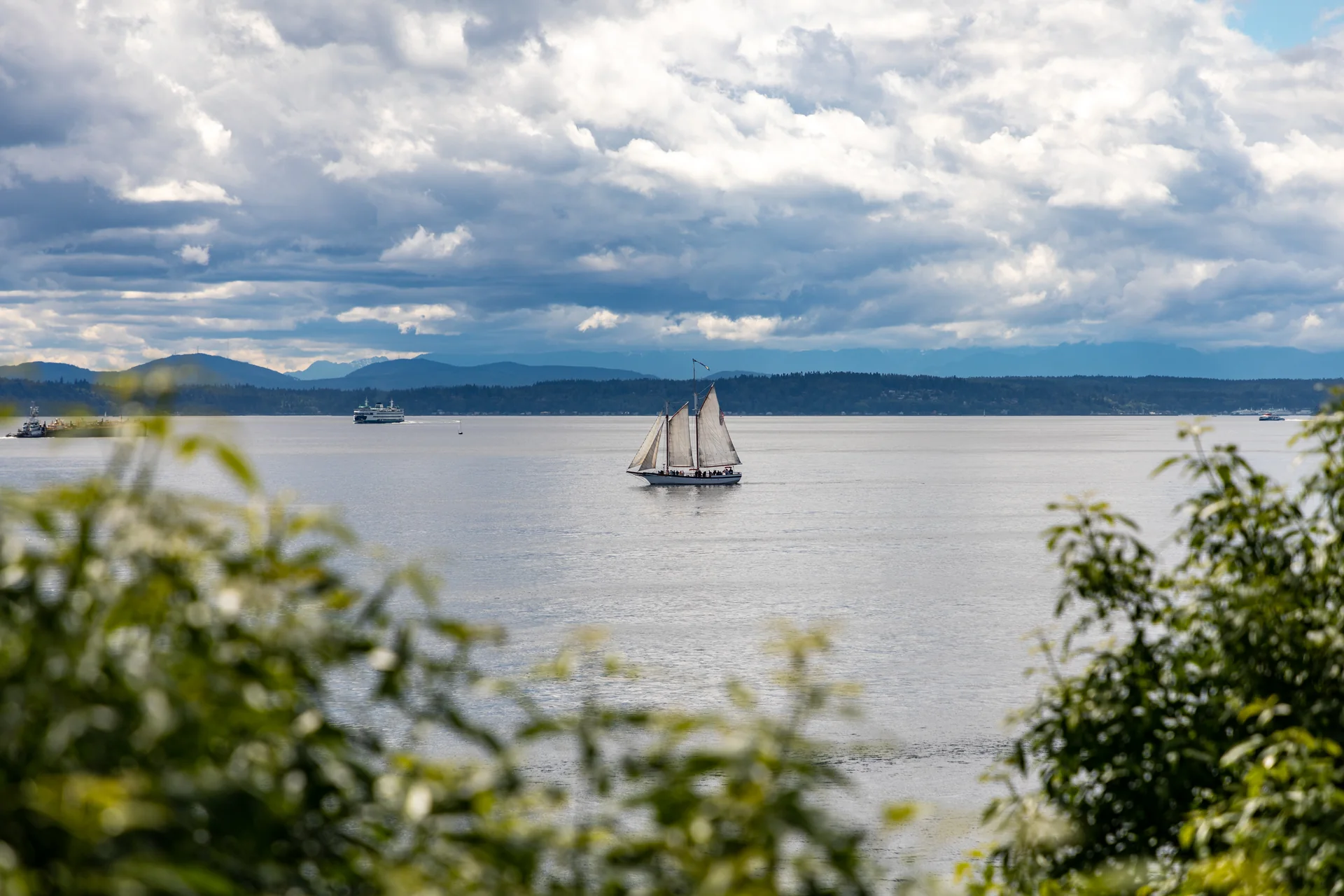 Veleiro em Elliott Bay visto entre a vegetação do Olympic Sculpture Park, em Seattle.
