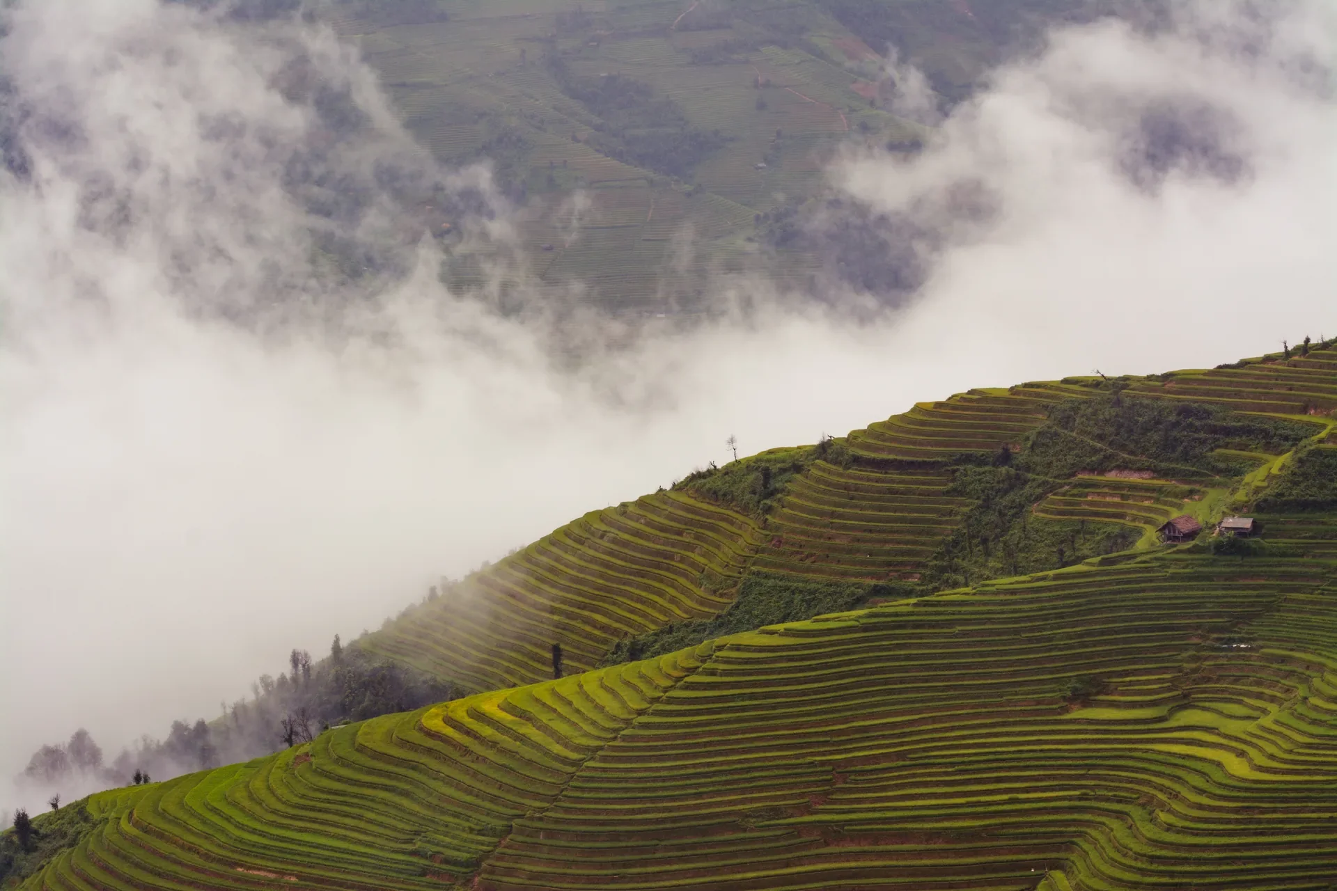 Terraços agrícolas recortam a encosta de La Pán Tẩn sob nuvens baixas, em Mù Cang Chải.