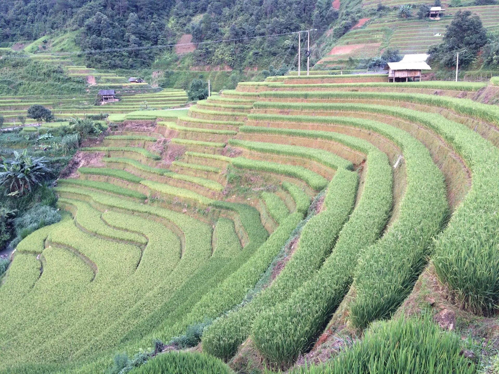 Terraços de arroz verdes com casas rurais e estrada em Chế Cu Nha, Mù Cang Chải.
