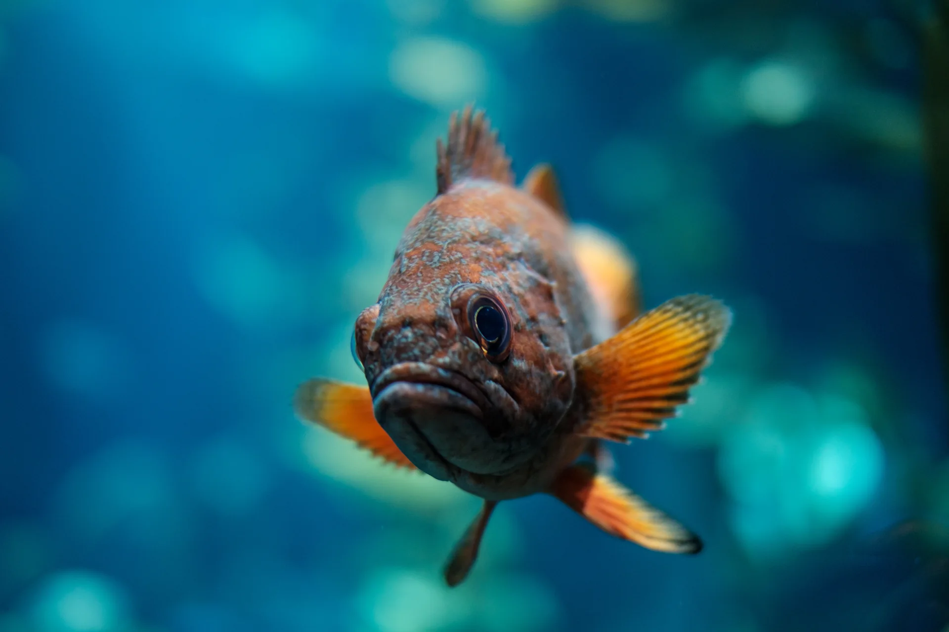 Peixe em aquário com luz azul no Ripley’s Aquarium of Canada