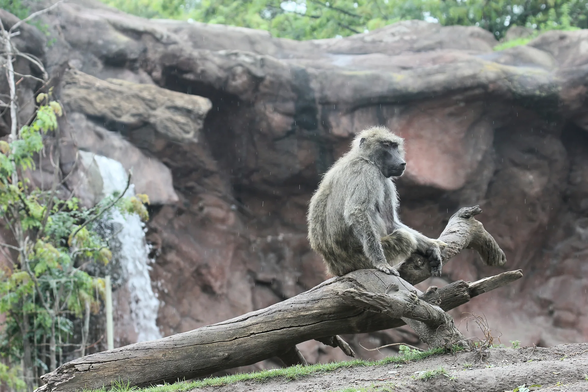 Babuíno-oliva no Toronto Zoo