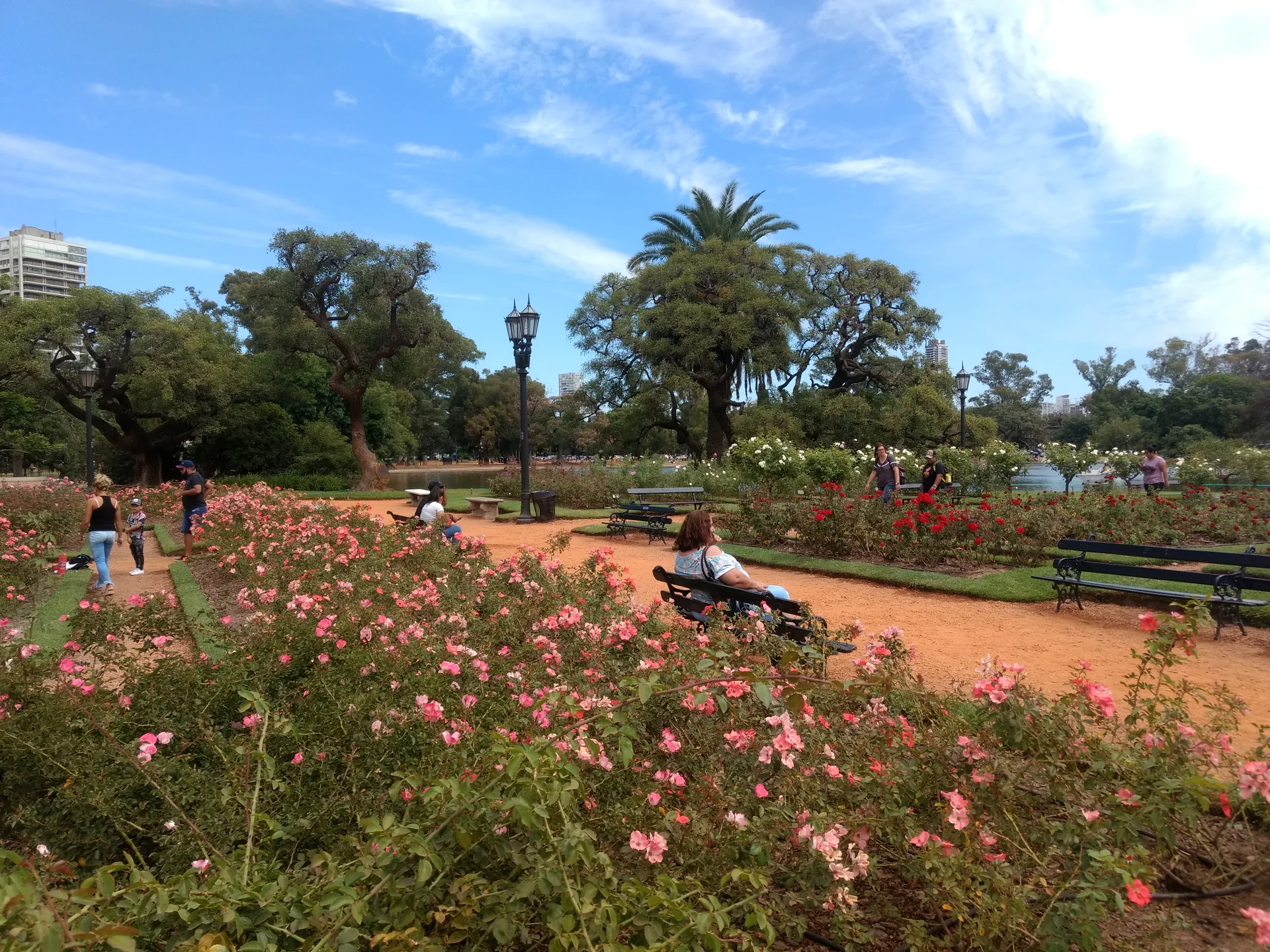 Canteiros de rosas, bancos, árvores e visitantes no Rosedal de Palermo em Buenos Aires