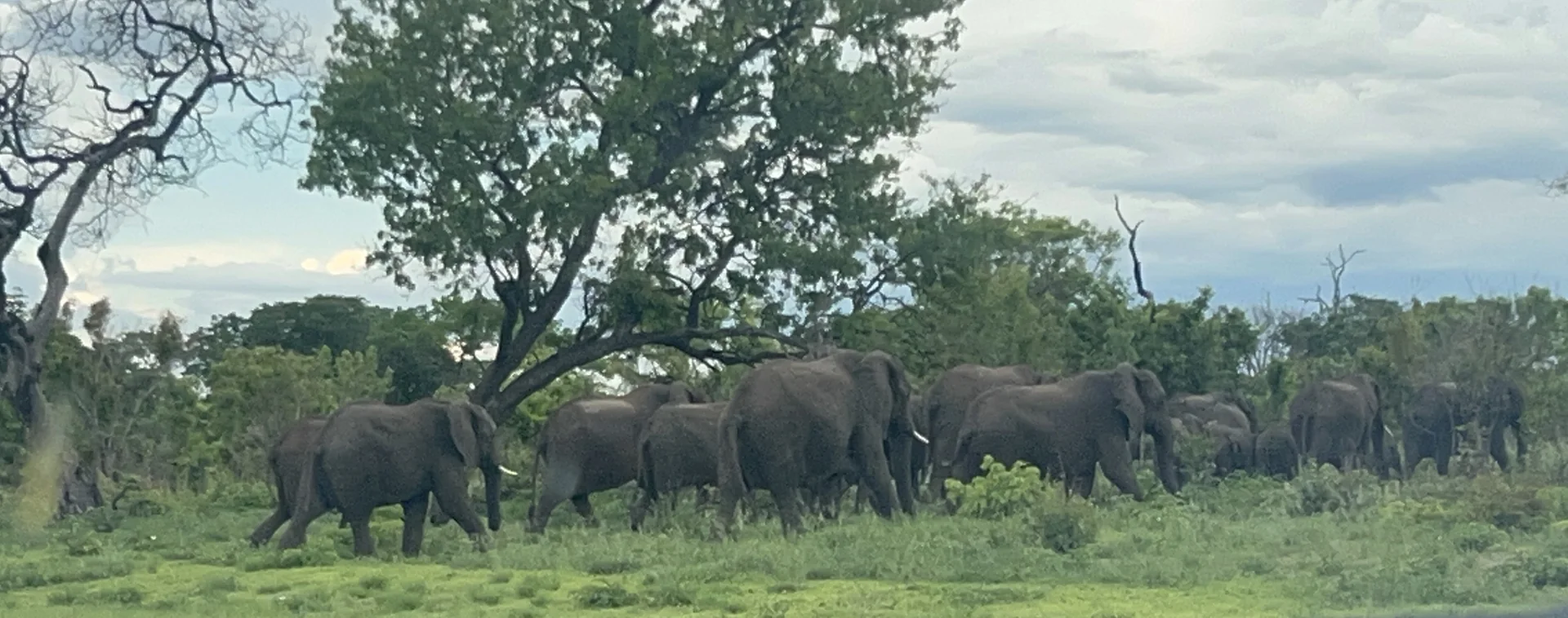 Grupo de elefantes atravessando uma estrada perto de Kasane.