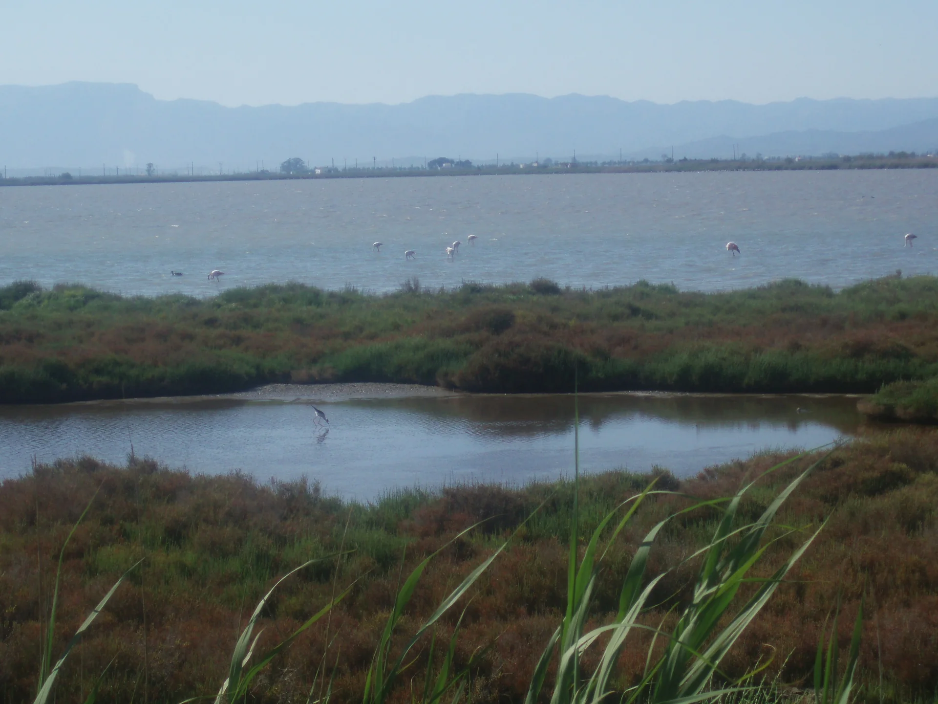 Lagoa Bassa de les Olles com caniços, água e aves distantes no Delta do Ebro.