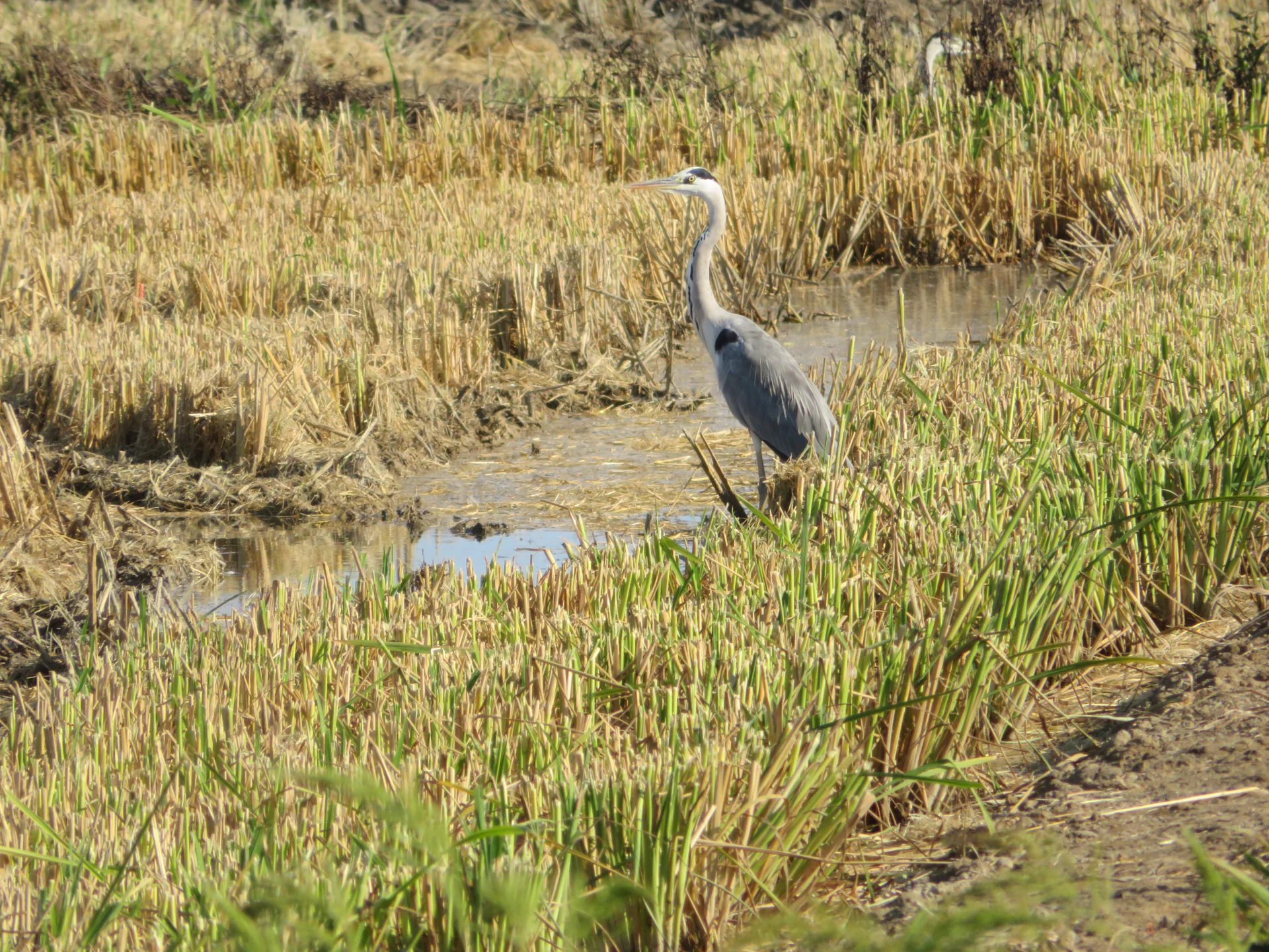Garça-real em um arrozal colhido no Delta do Ebro.