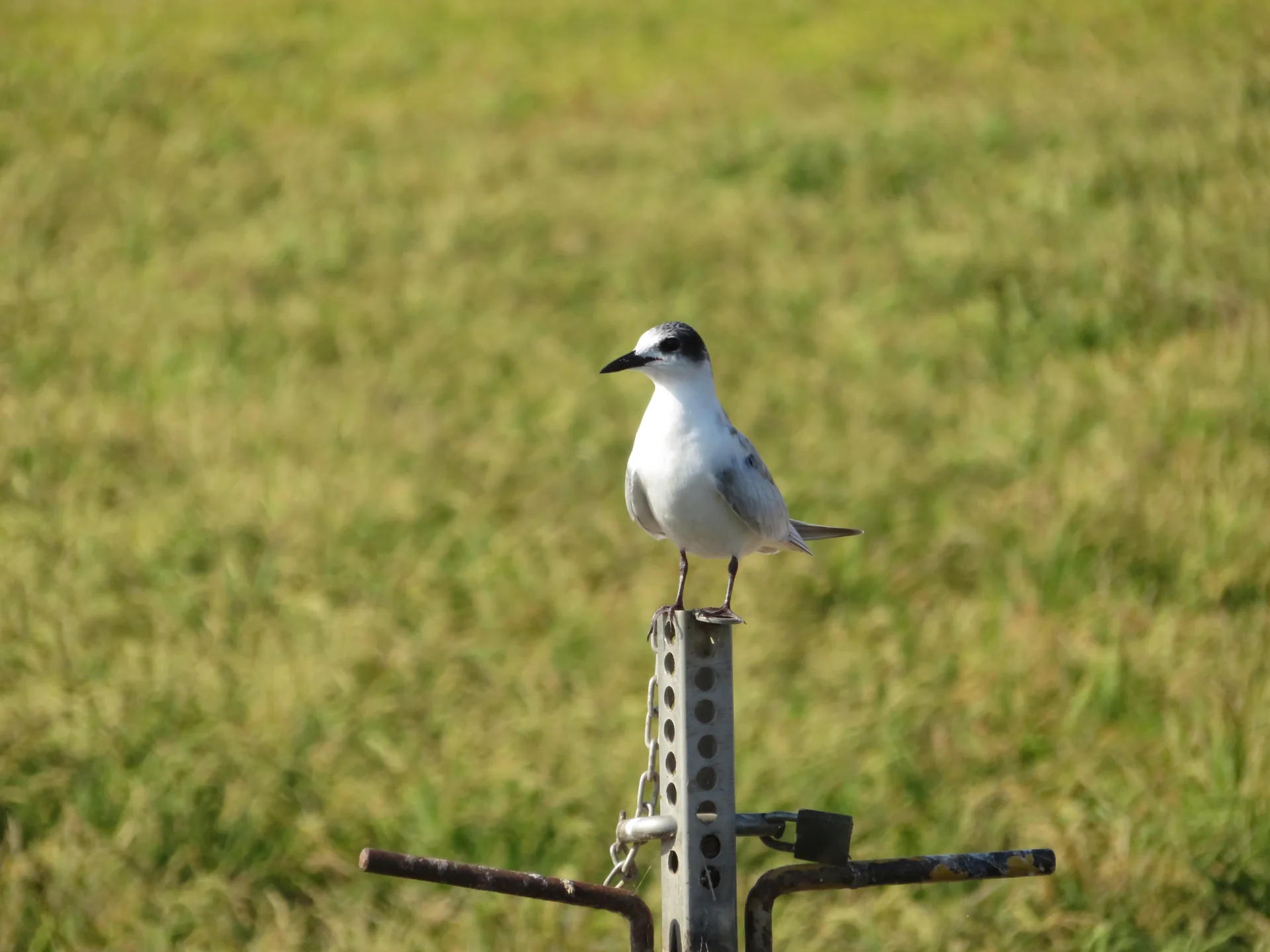 Ave aquática pousada sobre uma estrutura em um arrozal no Delta do Ebro.