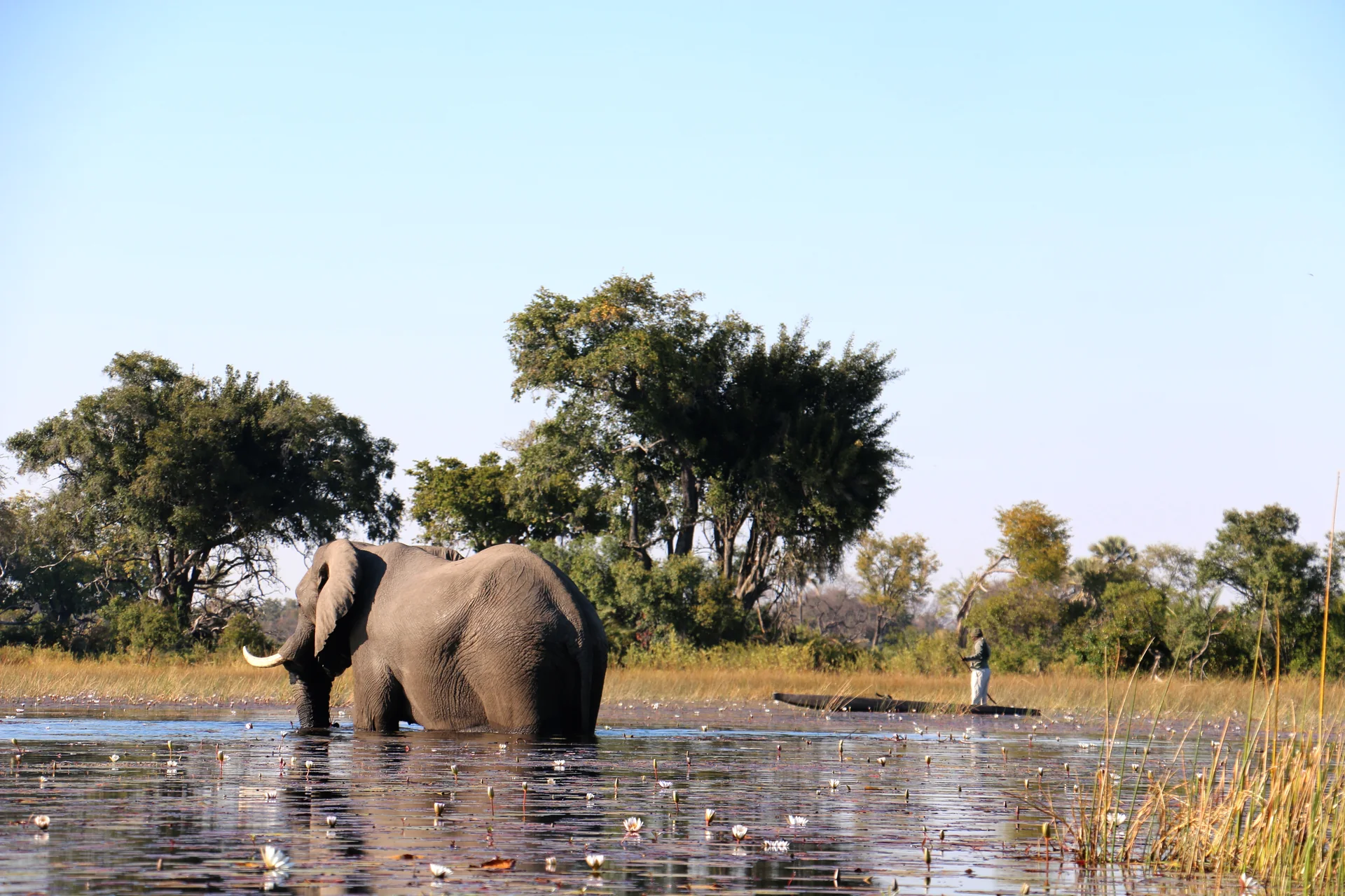 Viajantes em um mokoro navegando por um canal do Delta do Okavango