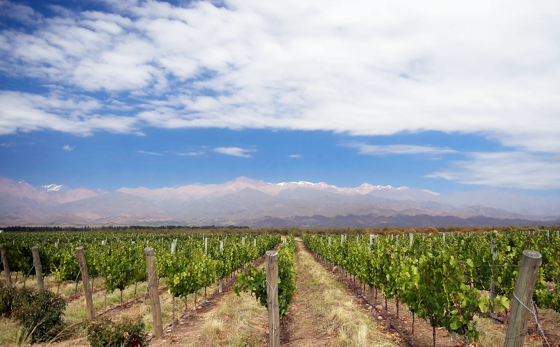 Fileiras de videiras no Valle de Uco, em Mendoza, com a Cordilheira dos Andes ao fundo