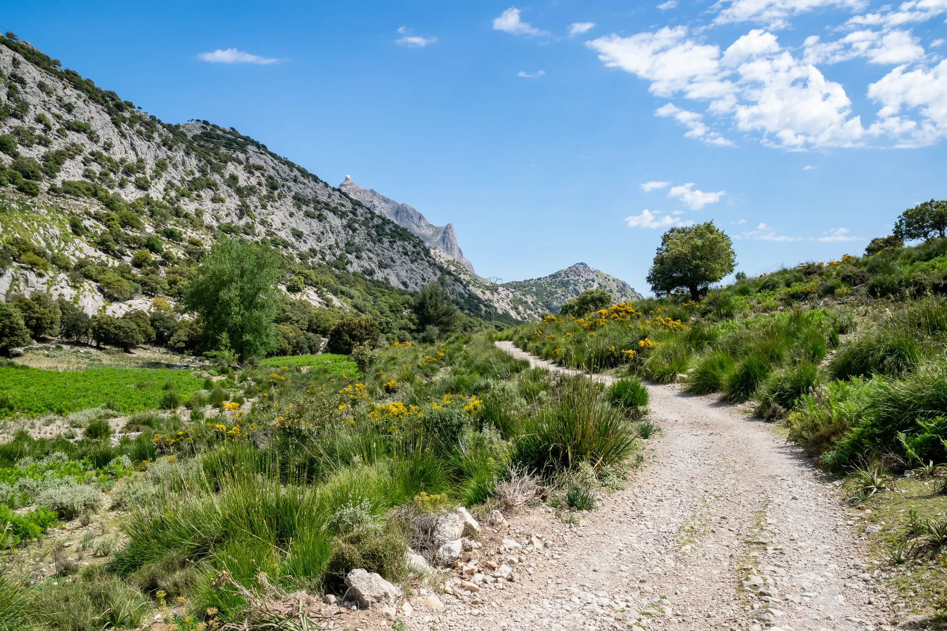 Caminho da GR-221 entre vegetação baixa e montanhas calcárias em Escorca, Mallorca, sob céu azul.