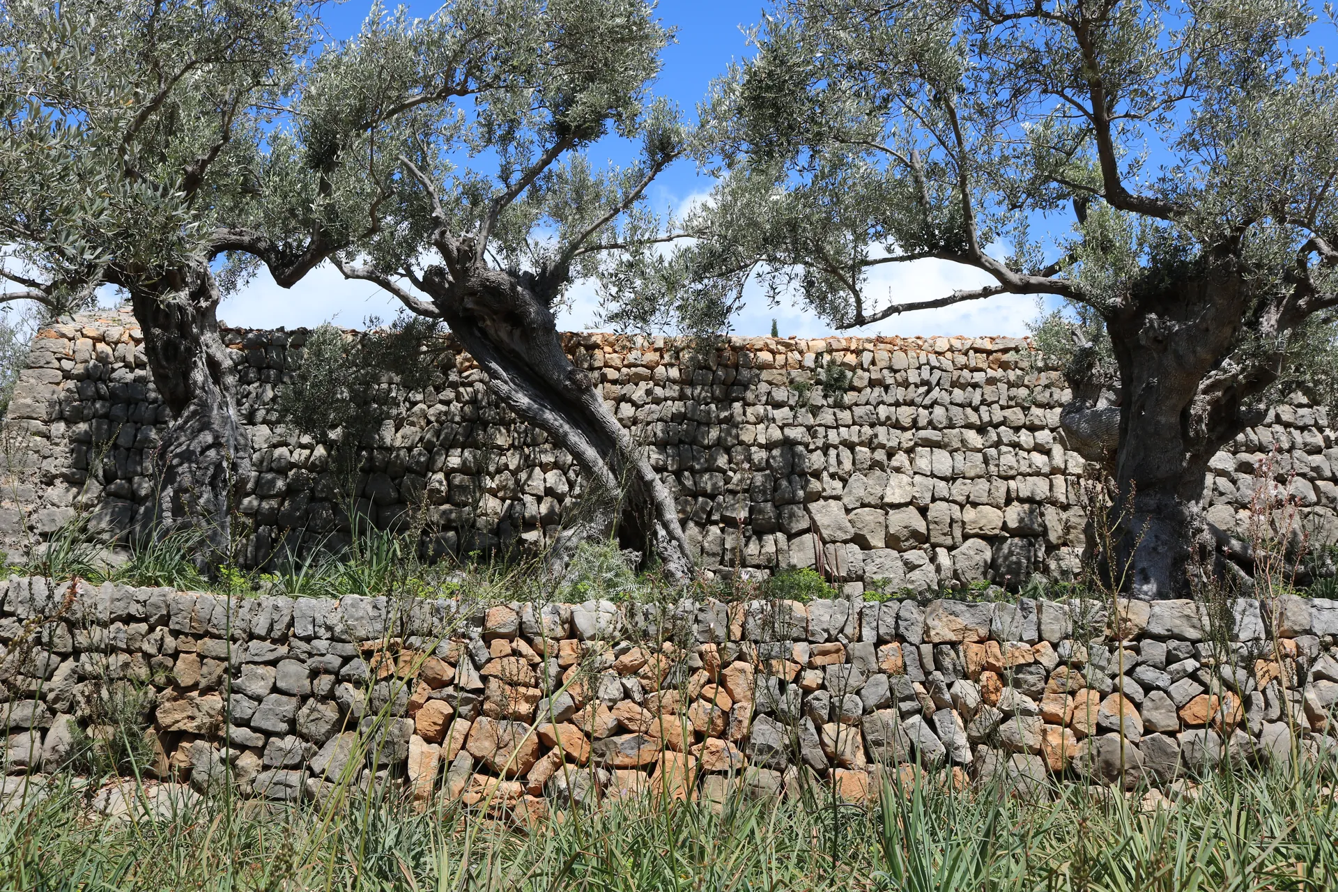 Muro de pedra seca e oliveiras ao lado do caminho da GR-221 em Mallorca, sob luz clara.