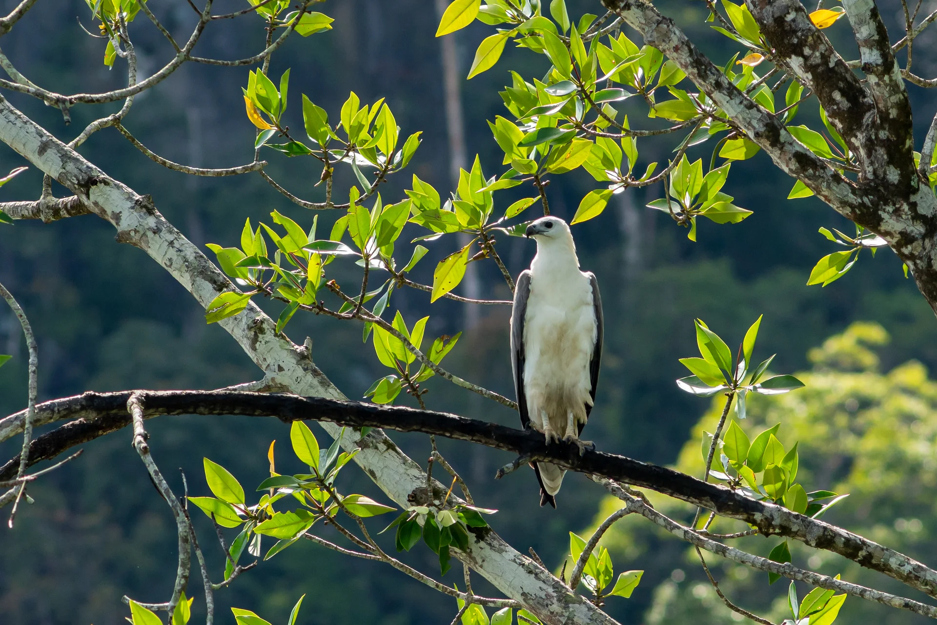 Águia-marinha-de-barriga-branca pousada em galho verde em Langkawi.