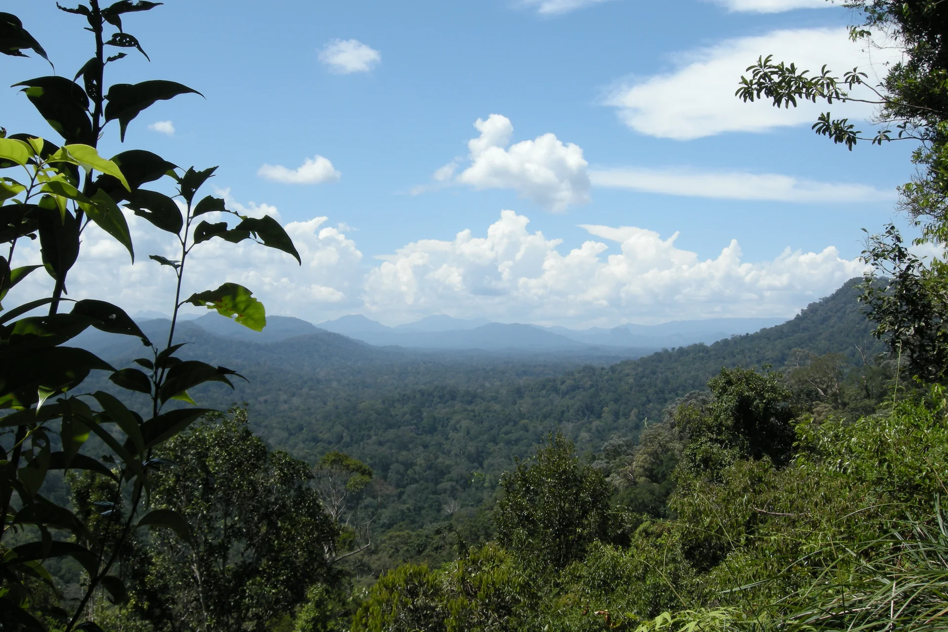 Vista luminosa da floresta tropical de Taman Negara sob céu azul, observada de um mirante.