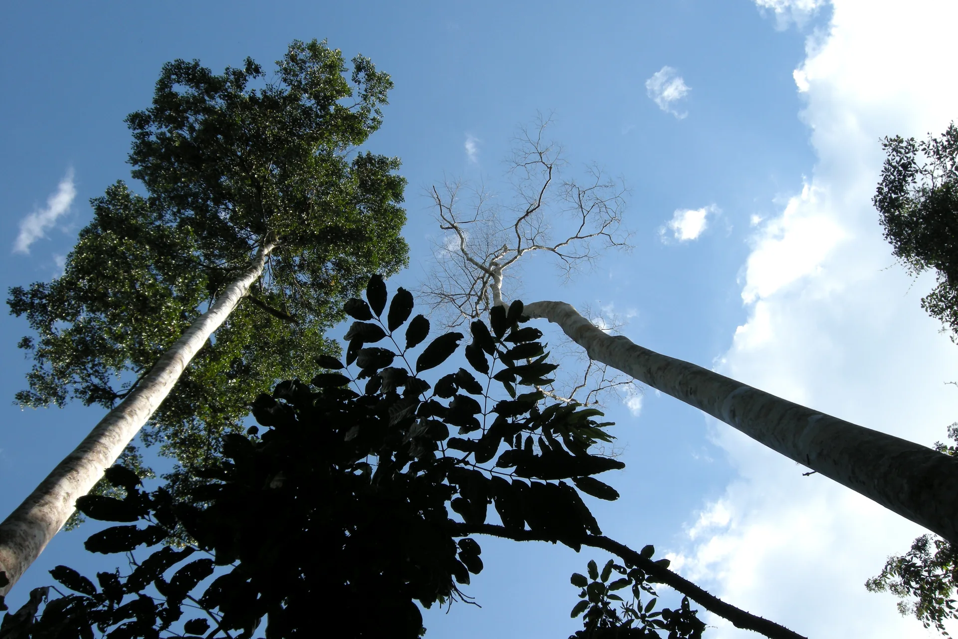 Árvores altas vistas de baixo contra um céu azul na floresta de Taman Negara.