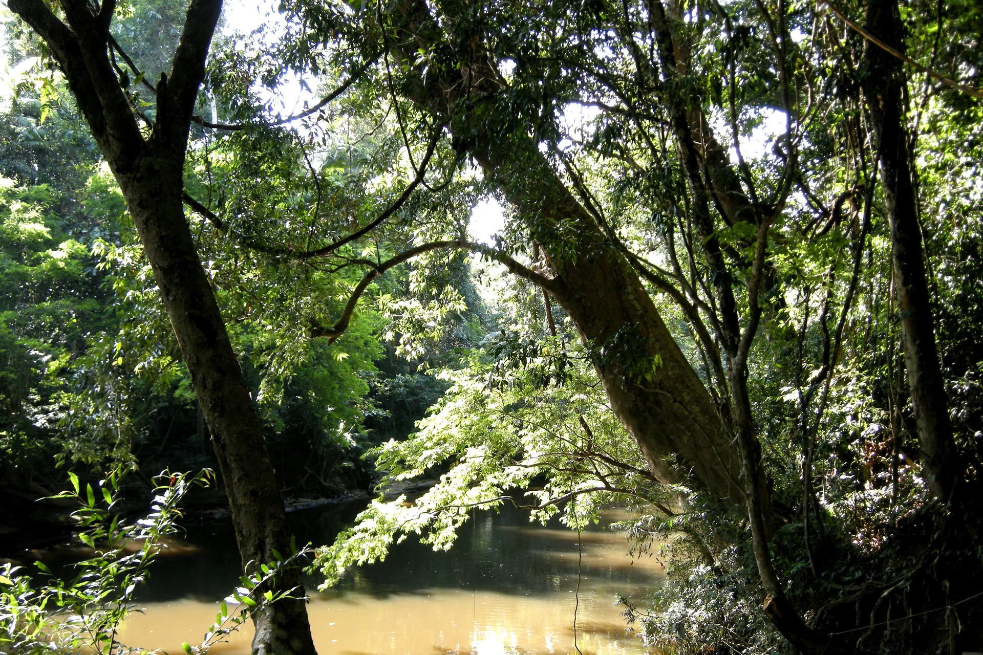 Trecho do Rio Tahan cercado por árvores e vegetação densa iluminada pelo sol.
