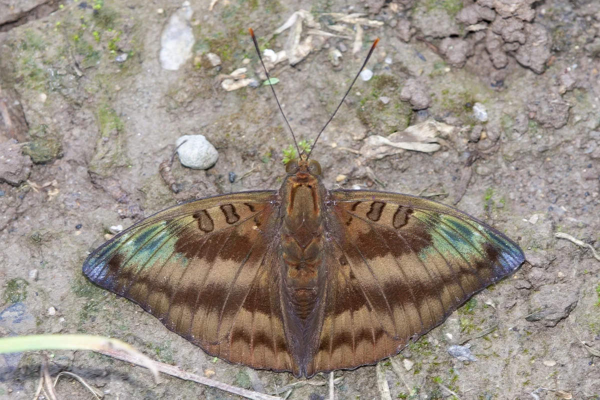 Borboleta marrom com reflexos verde-azulados vista de cima sobre o chão da mata em Kuala Tahan.