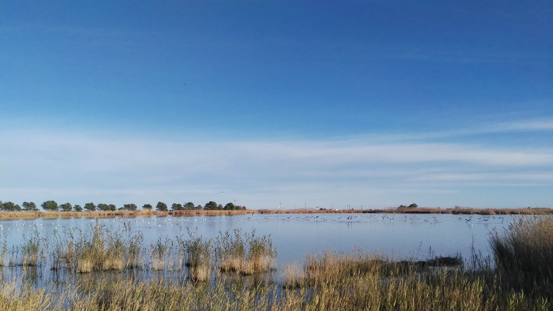 Lagoa Bassa de les Olles com caniços e aves aquáticas no Delta do Ebro.