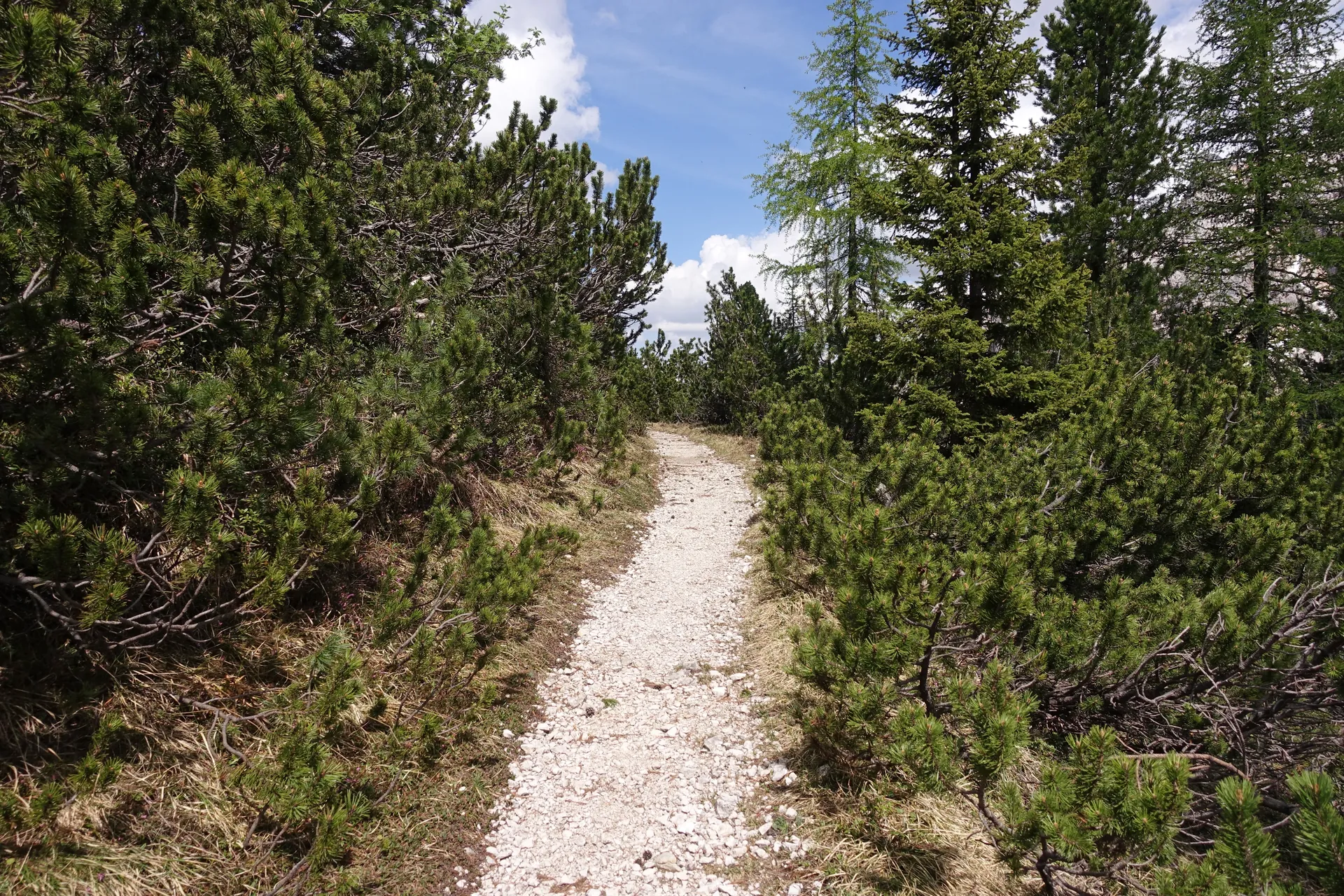 Trilha de cascalho delimitada entre pinheiros na área de Cortina d’Ampezzo, em dia claro.