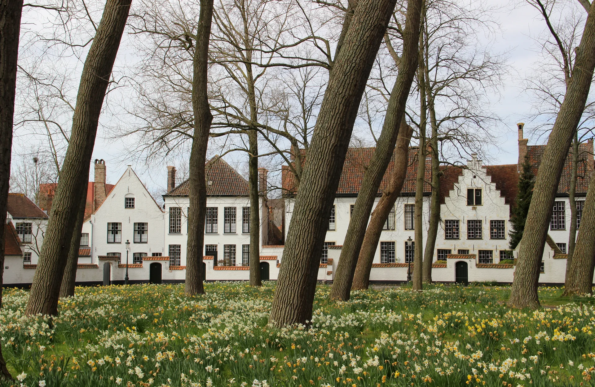 Jardim com narcisos e fachadas brancas do Beguinário de Bruges em luz natural de primavera.