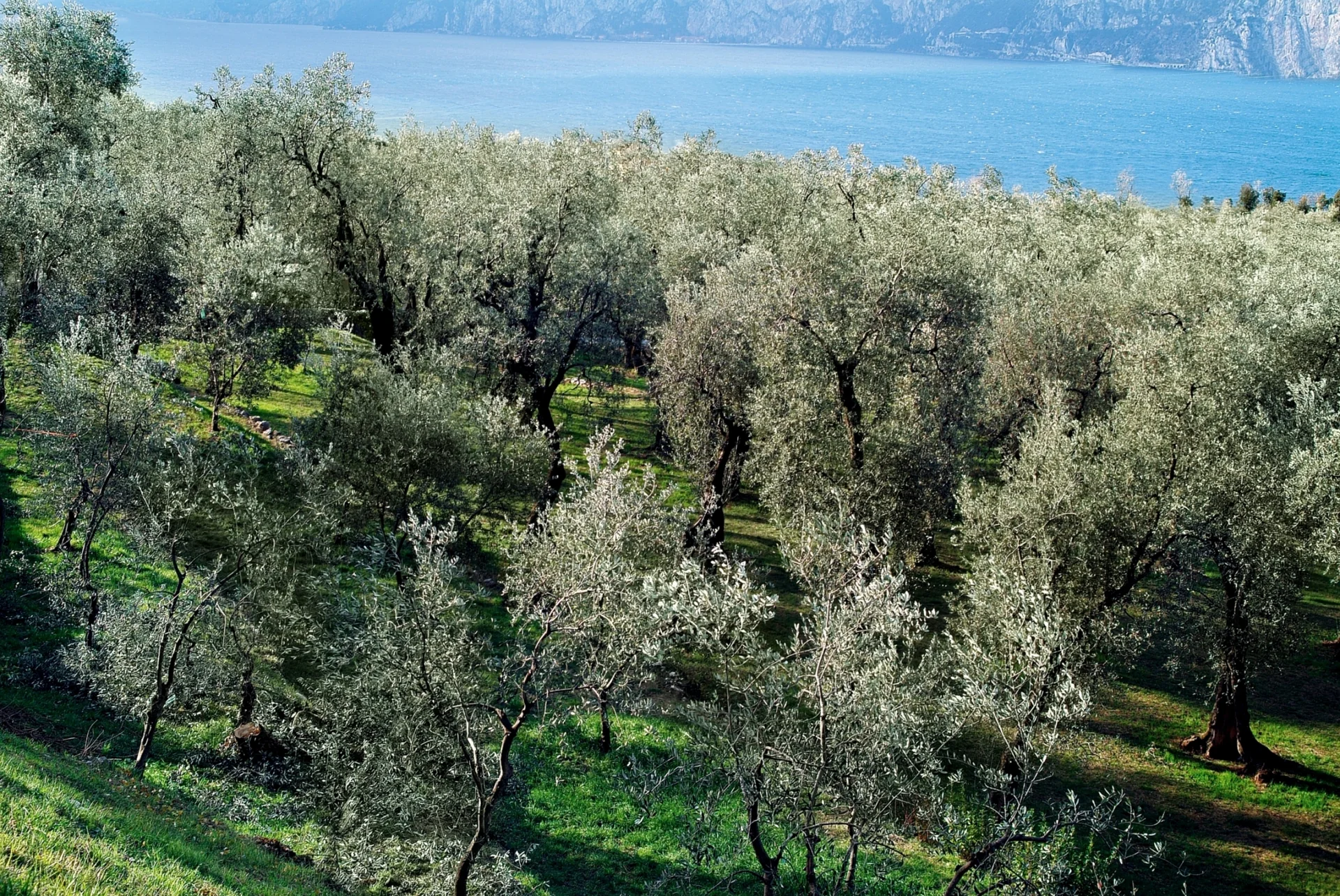 Olival em terraço no Garda Trentino sob luz natural, com o Lago di Garda ao fundo.