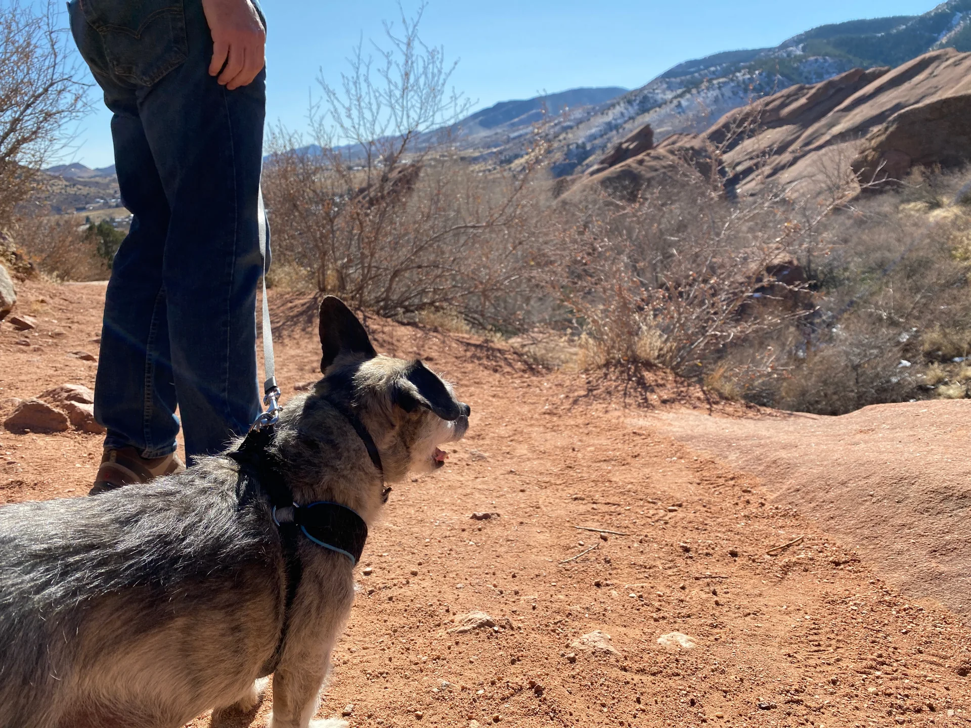 Cachorro de porte médio com guia ao lado de seu tutor em trilha sob céu azul, em parque de Morrison, Colorado.