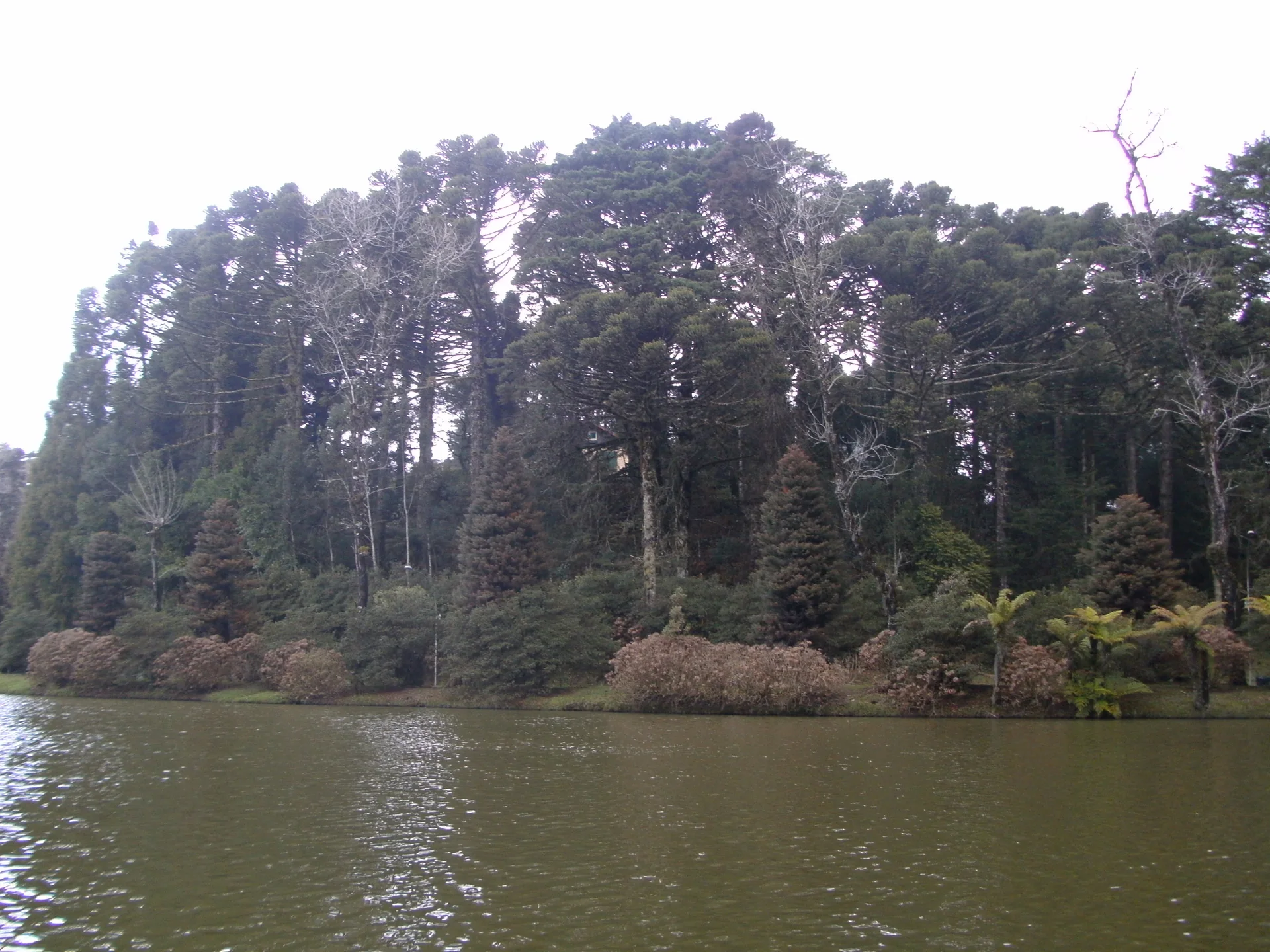 Margem arborizada do Lago Negro em Gramado, com araucárias e água em primeiro plano.
