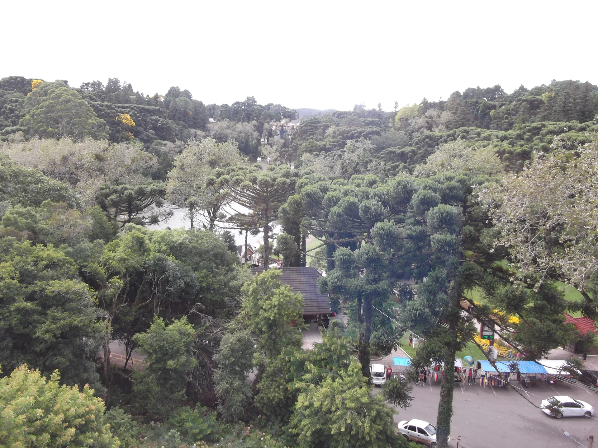 Vista elevada da vegetação e de araucárias no entorno do Lago Negro, em Gramado, sob luz diurna.
