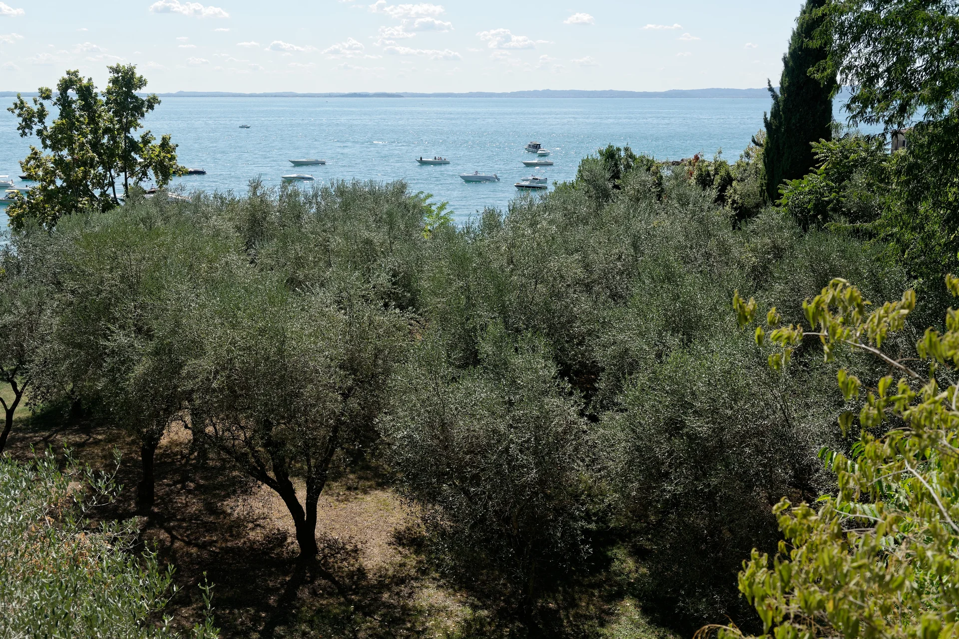 Olival da Punta San Vigilio junto ao Lago di Garda, com árvores e a água ao fundo.