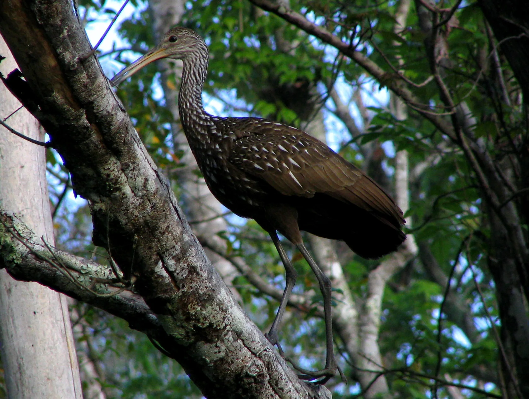 Carão observado em área verde do Wekiwa Springs State Park, sem pessoas se aproximando do animal.