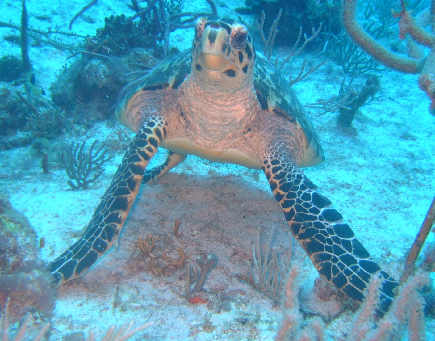 Tartaruga-cabeçuda fotografada submersa no Cobblers Reef, em Barbados, sem interação humana visível.