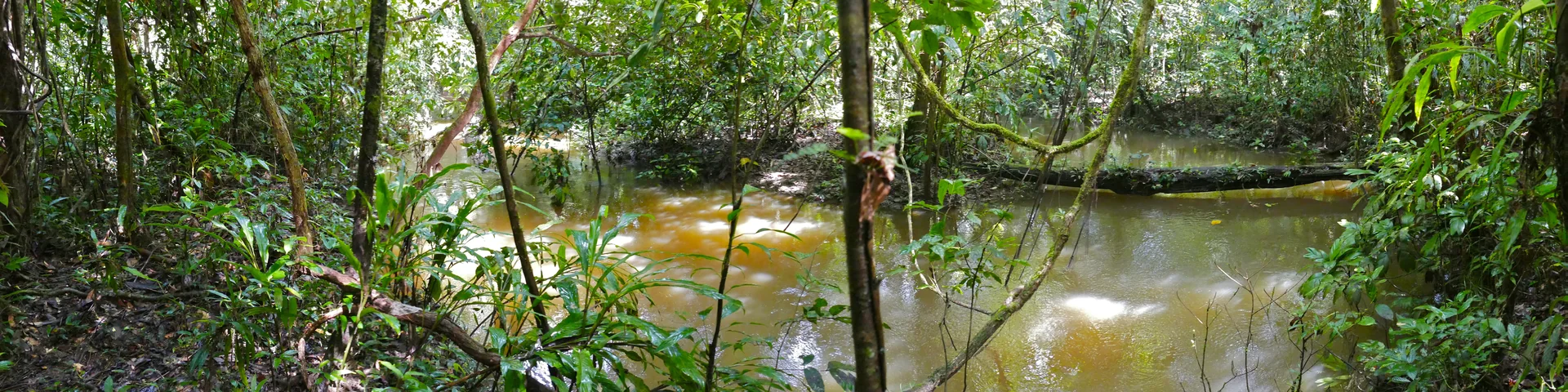 Córrego cheio entre árvores da floresta de Mulu após a chuva, em Sarawak.