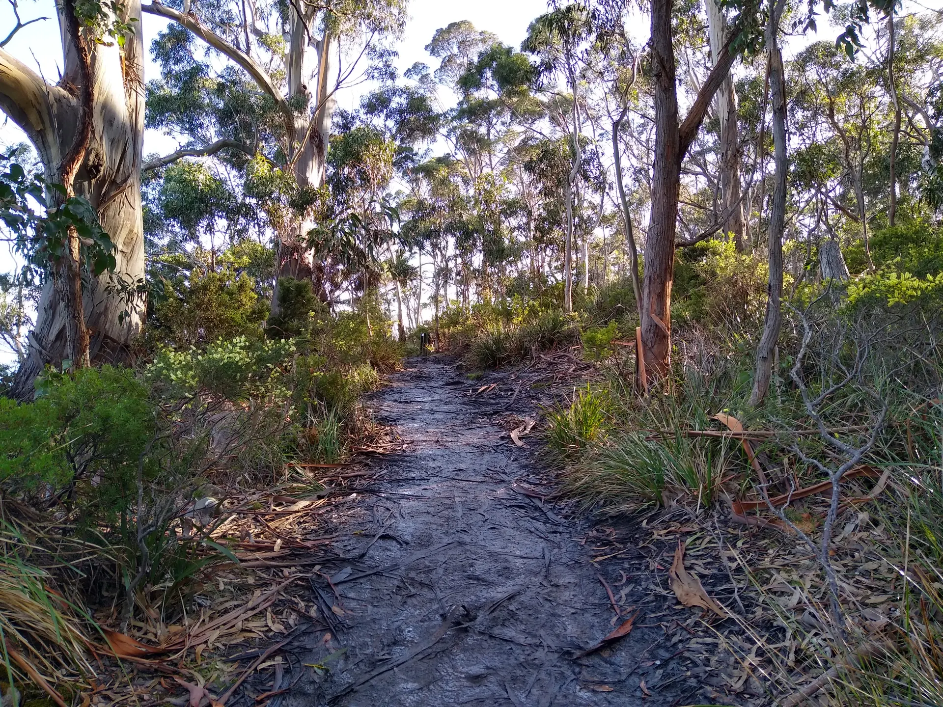Trilha de terra em meio a eucaliptos e vegetação nativa no Parque Nacional South Bruny, Tasmânia.