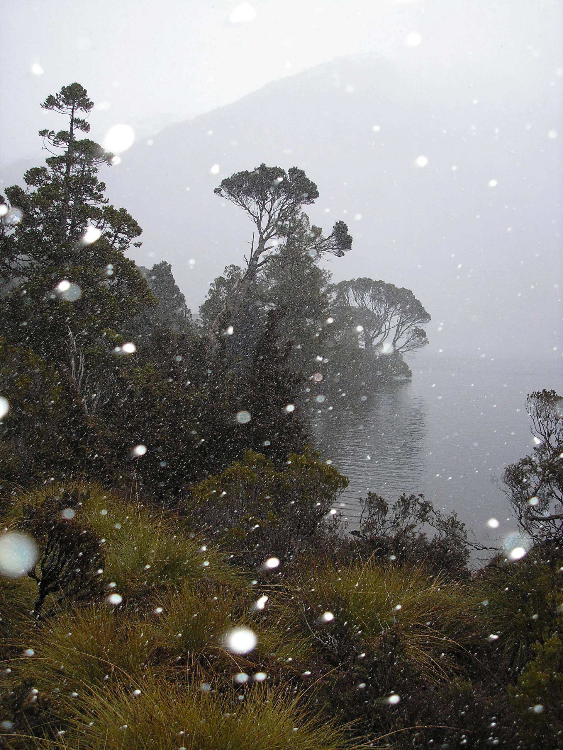 Nevasca sobre a margem do Dove Lake, com árvores e vegetação de montanha parcialmente encobertas no Parque Nacional Cradle Mountain-Lake St Clair.