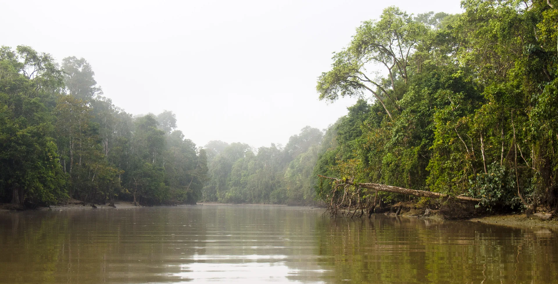 Rio Kinabatangan cercado por mata ciliar em Sabah, visto em luz natural, sem aproximação de animais.