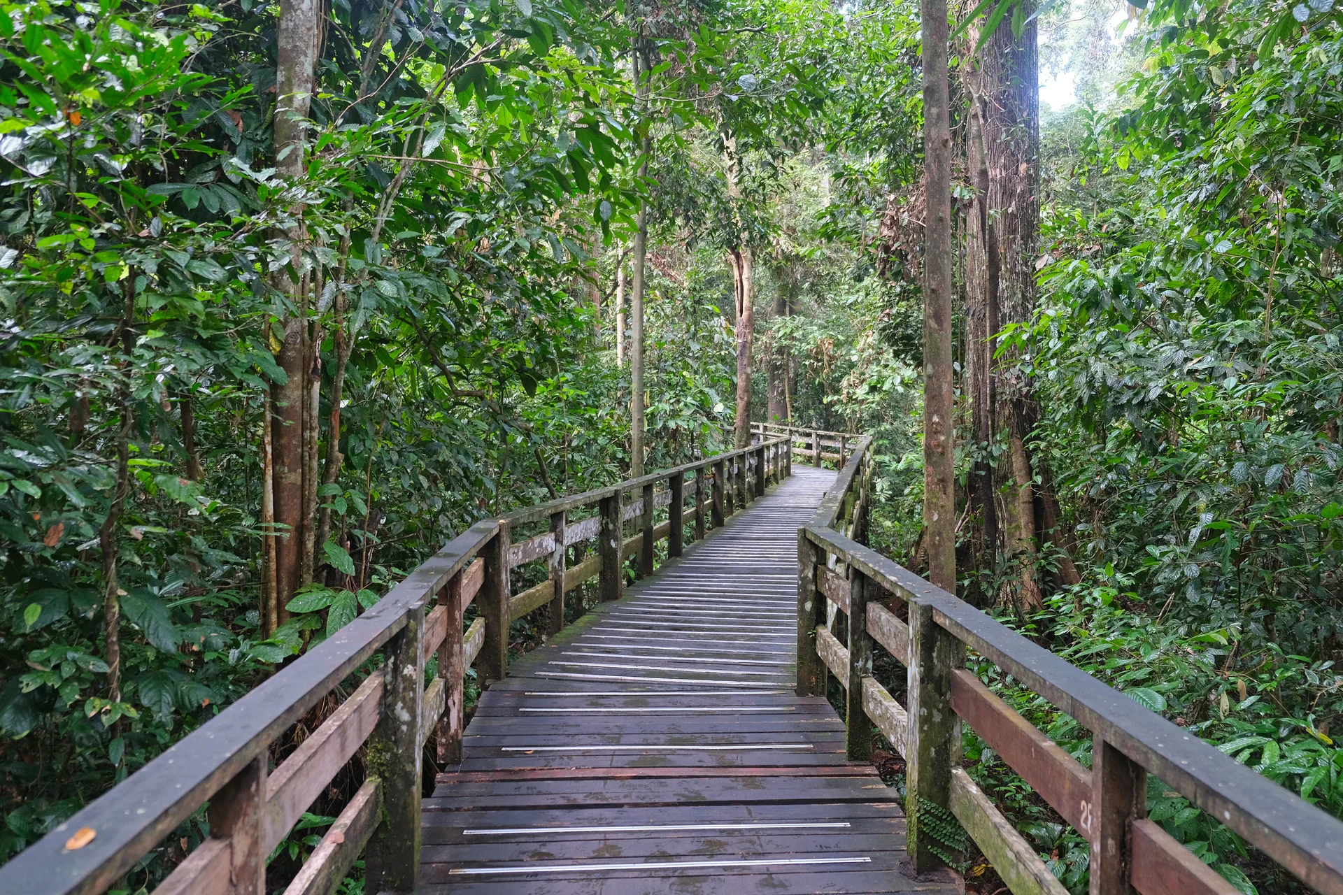 Passarela vazia de madeira em meio à floresta no Sepilok Orangutan Rehabilitation Centre, em Sabah.
