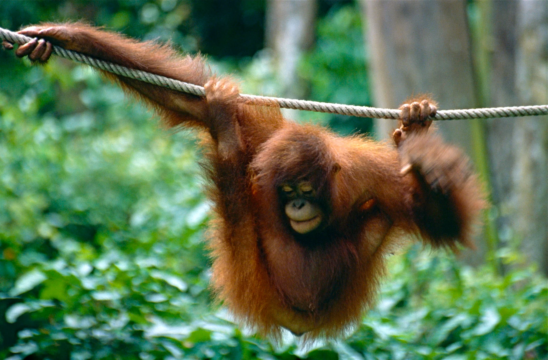 Orangotango-de-bornéu no Sepilok Orangutan Rehabilitation Centre, em Sabah, sem pessoas no quadro.