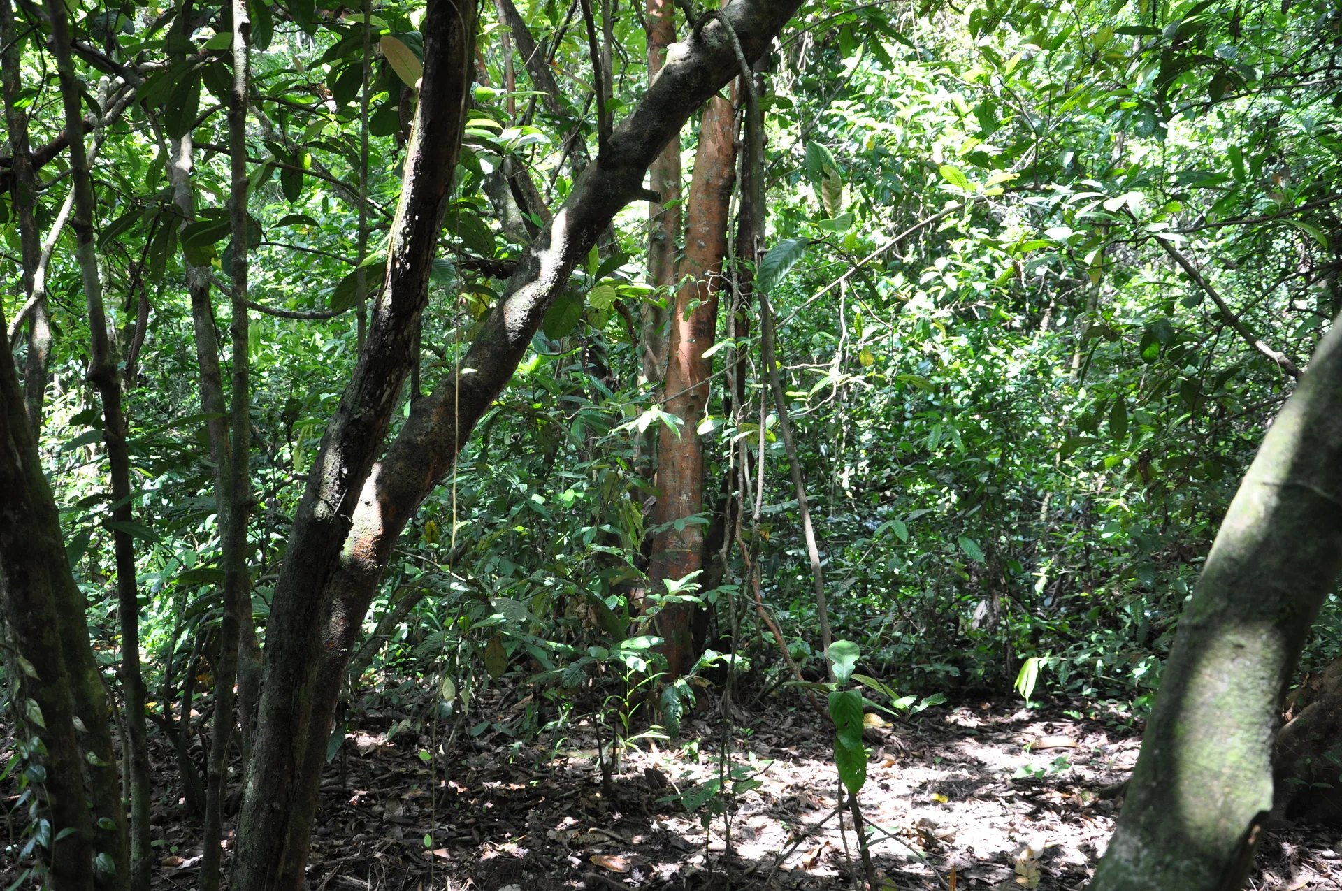 Interior de floresta tropical no rio Kinabatangan, em Sabah, em luz natural e sem fauna exposta.