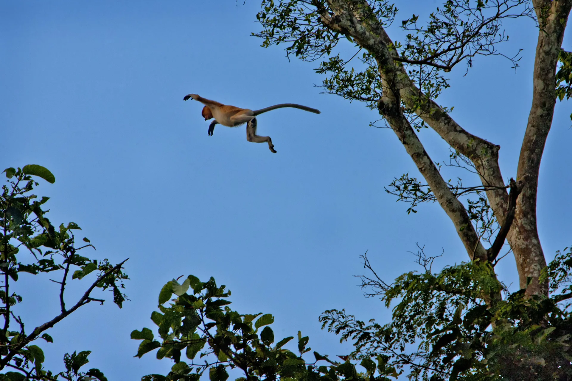 Macaco-narigudo fêmea salta entre árvores no Lower Kinabatangan Wildlife Sanctuary, em Sabah.