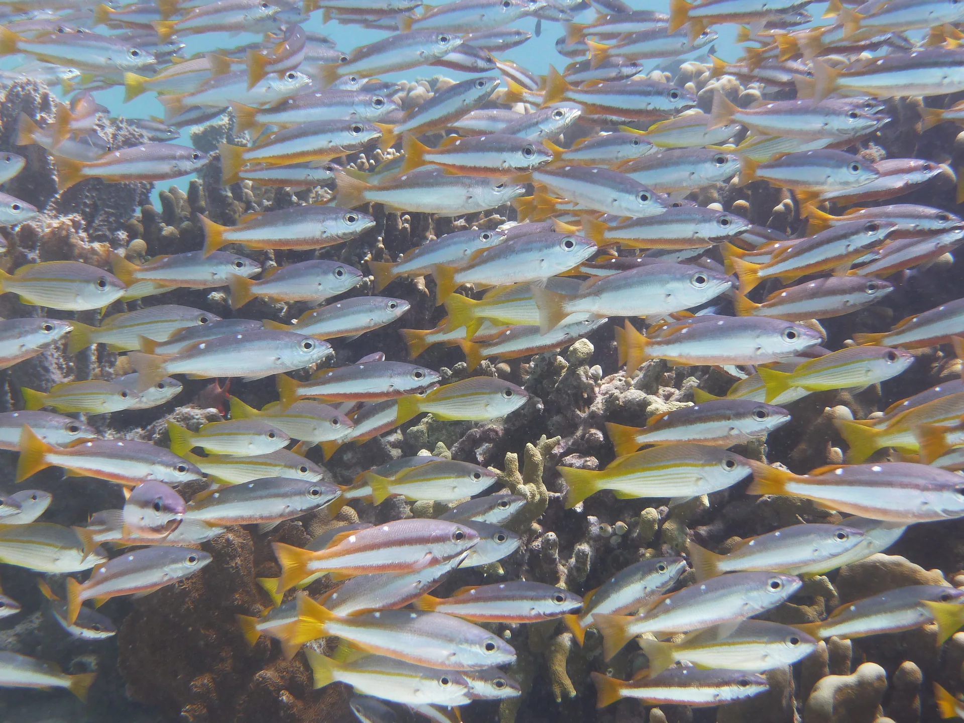 Cardume observado em águas de Pom Pom, no distrito de Semporna, como contexto regional de conservação marinha — não como promessa de fauna em Sipadan.