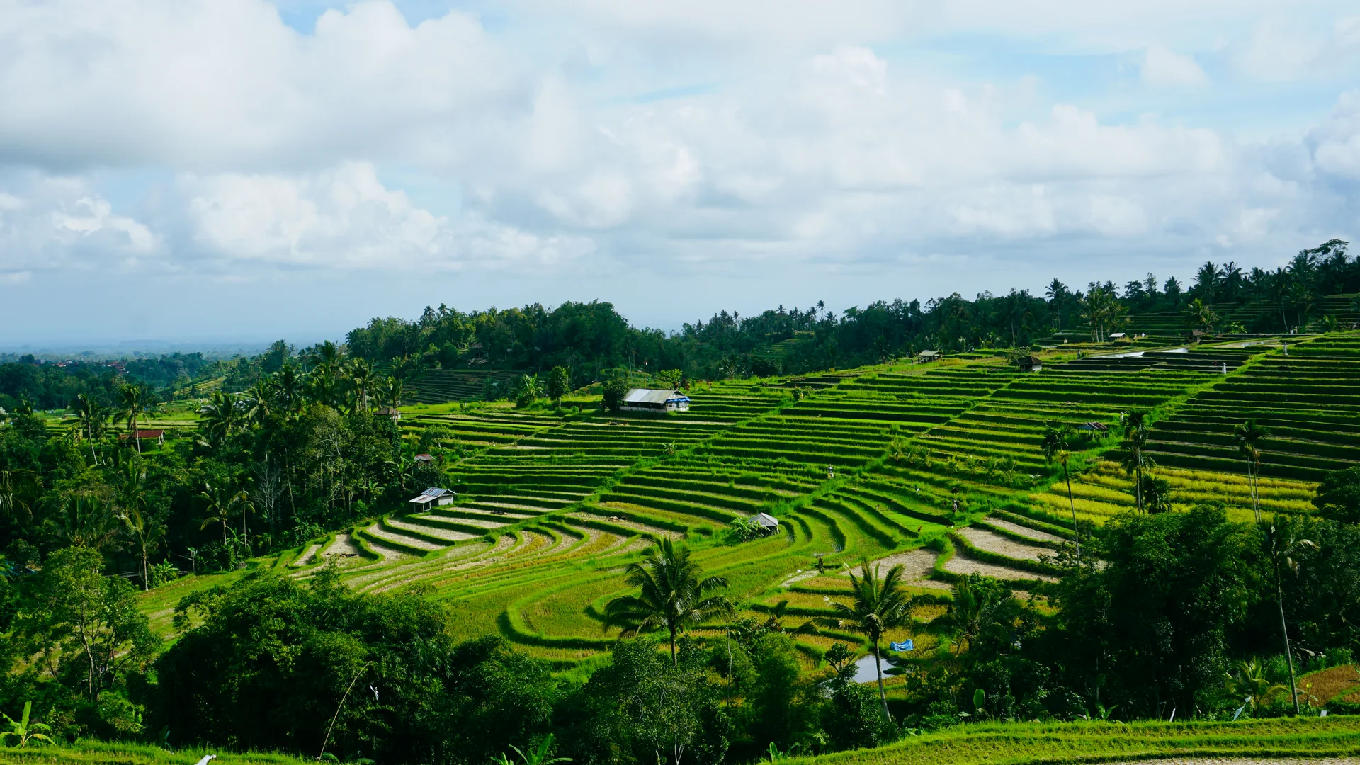 Panorama claro de terraços agrícolas verdes em Bali, com diferentes níveis de cultivo e vegetação tropical.